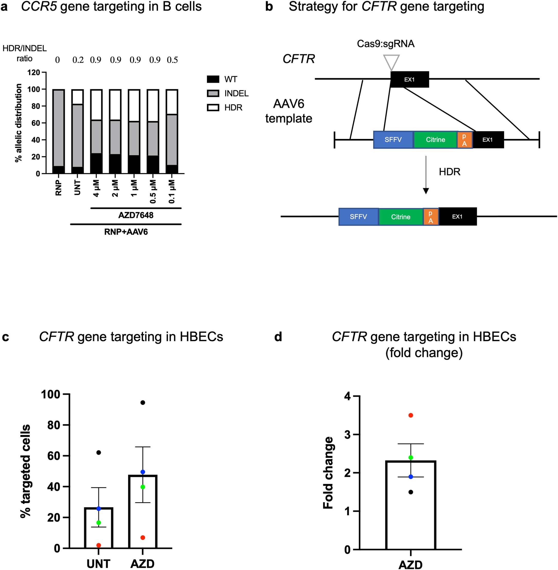 Extended Data Fig. 10: AZD7648 improves gene targeting in B cells and HBECs.