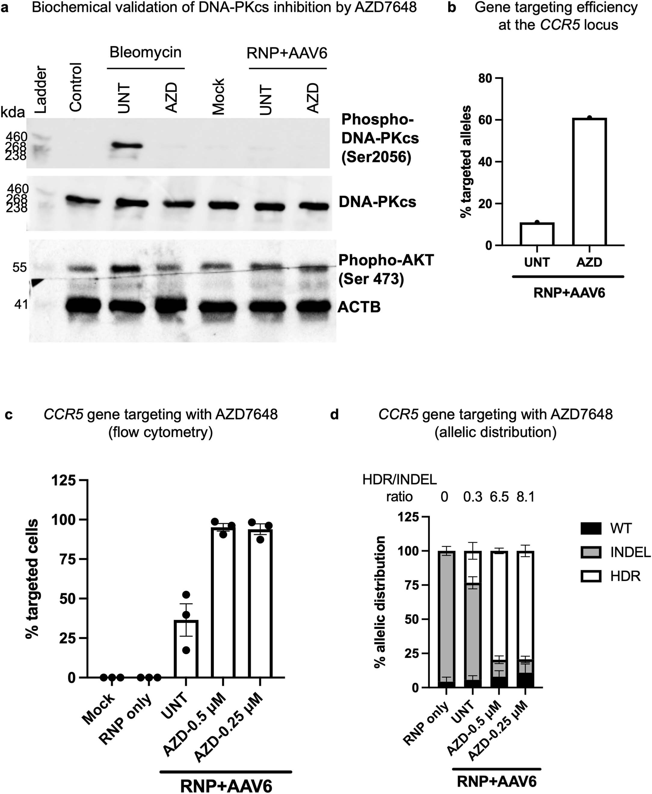 Extended Data Fig. 2: Biochemical validation of DNA-PKcs inhibition and CCR5 gene targeting with AZD7648 in PSC.