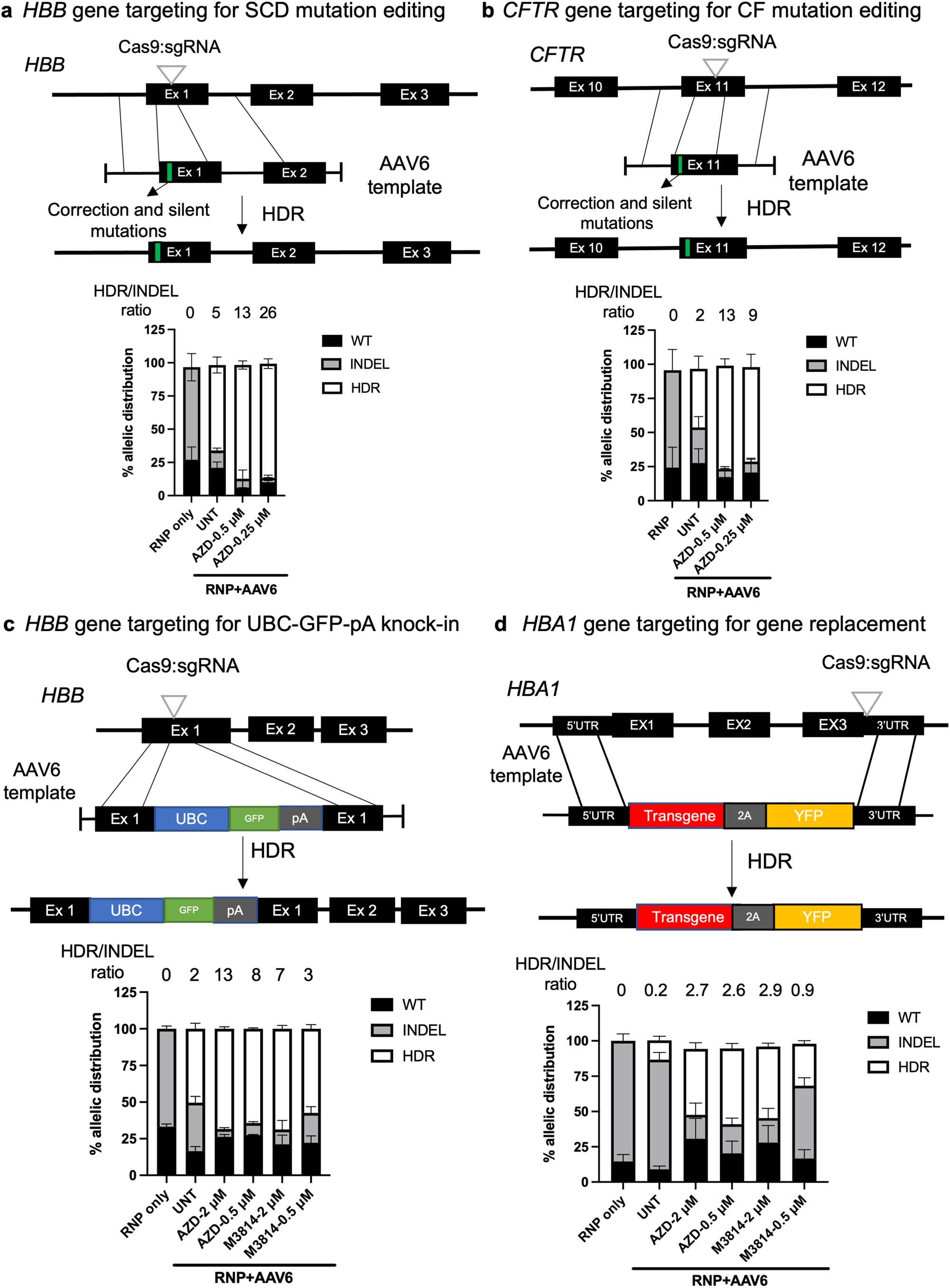 Extended Data Fig. 4: AZD7648 treatment improves gene targeting at HBB, CFTR and HBA1 loci in PSC.