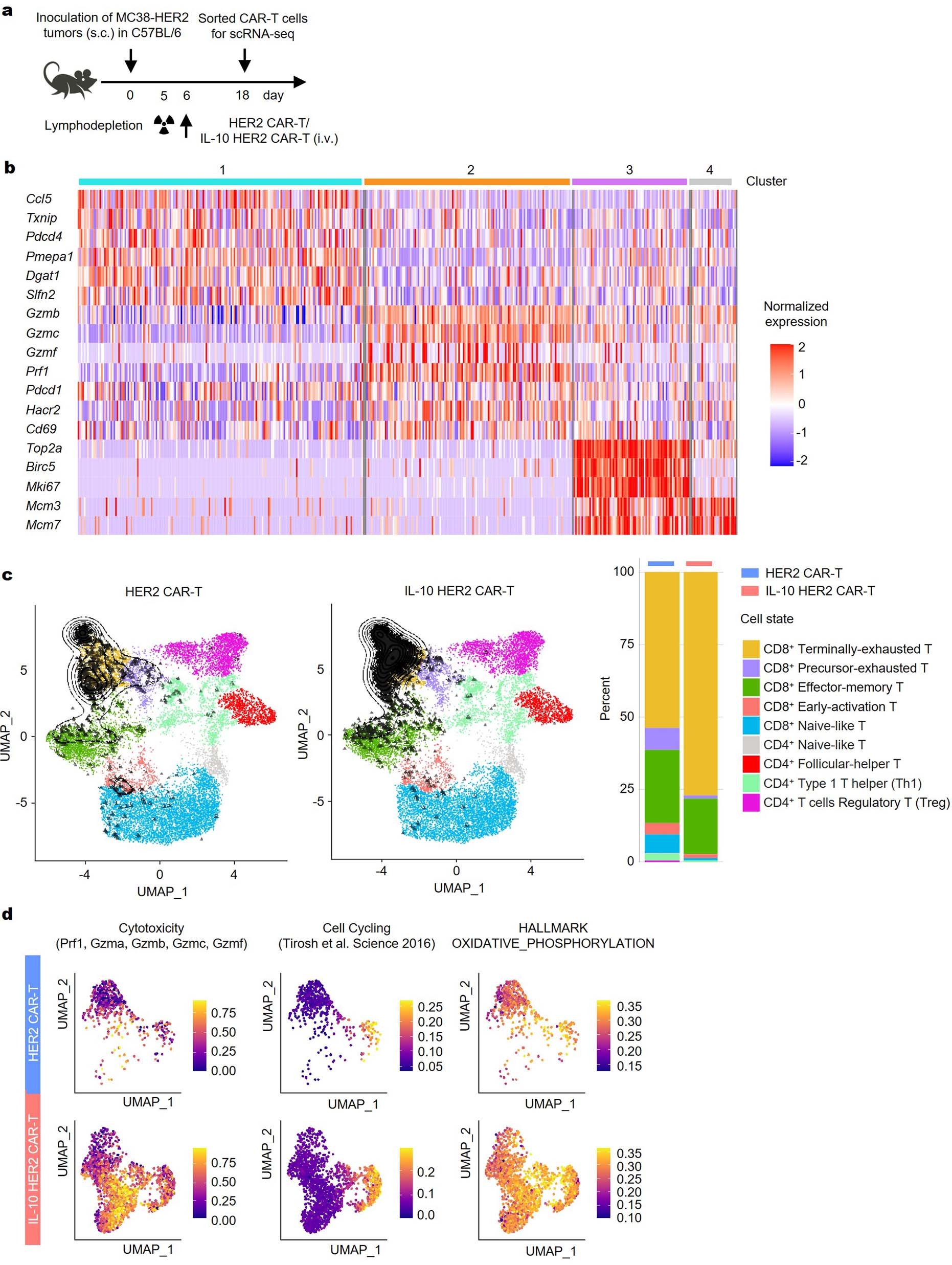 Extended Data Fig. 5: IL-10-expressing HER2 CAR-T cells exhibit an expanded subpopulation of CD8+ terminally exhausted T cells with upregulated gene expression encoding cell cycling, cytotoxicity, and OXPHOS.