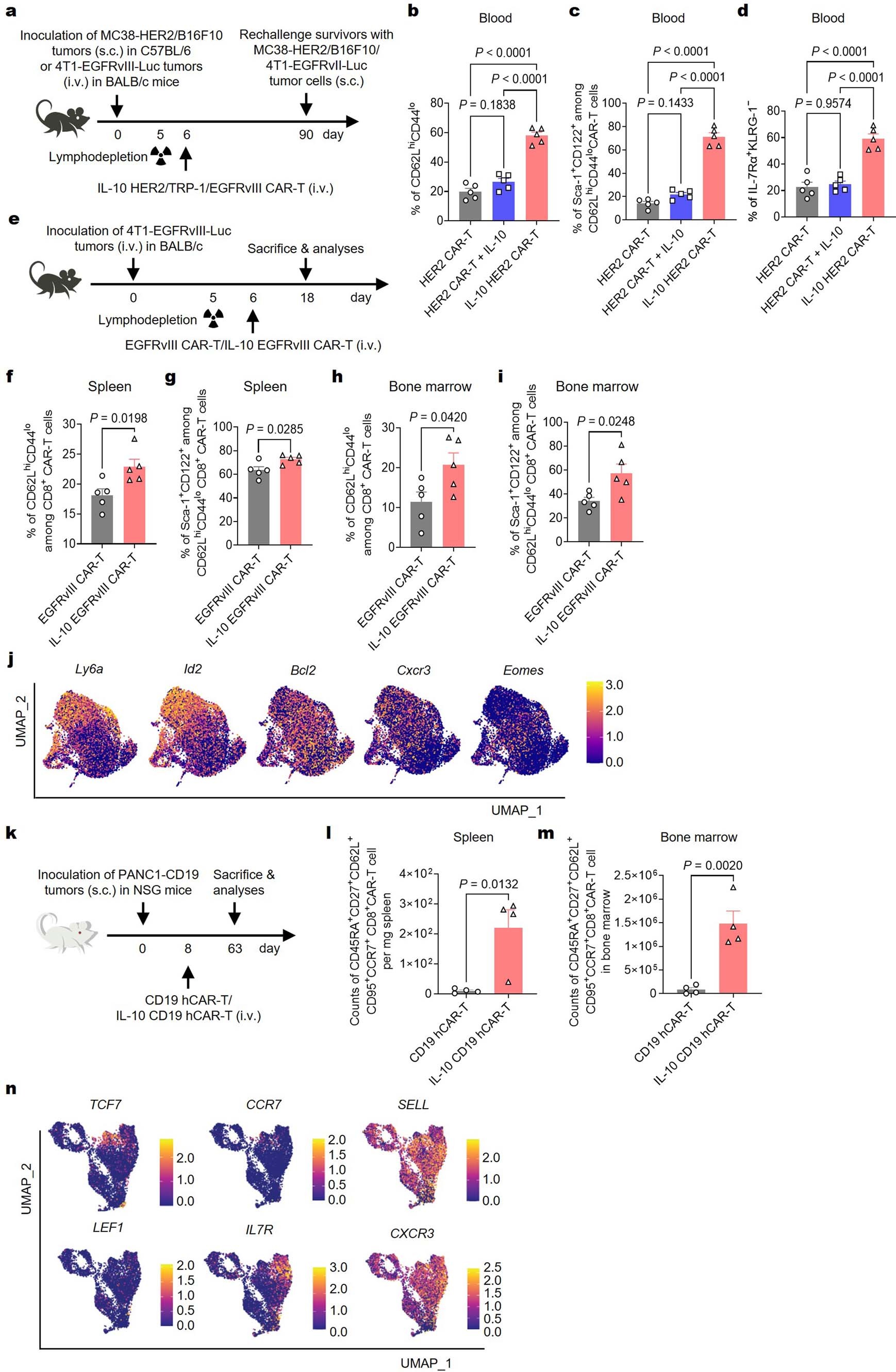 Extended Data Fig. 10: IL-10 expression promotes stemness in mouse and human CAR-T cells.