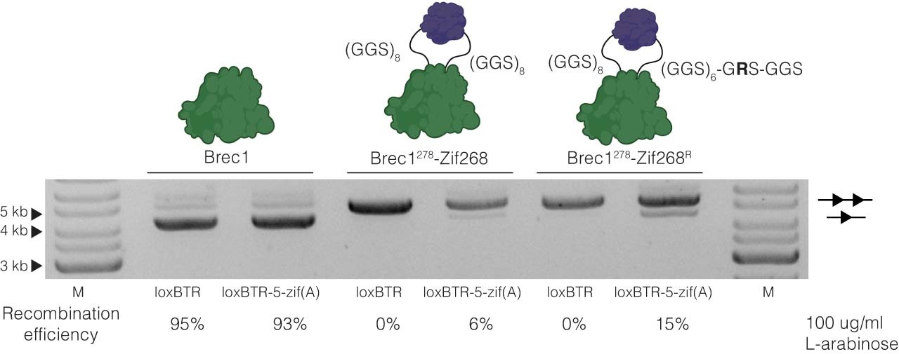 Extended Data Fig. 4: A mutation in the linker improves recombination efficiency of Brec1278-Zif268.