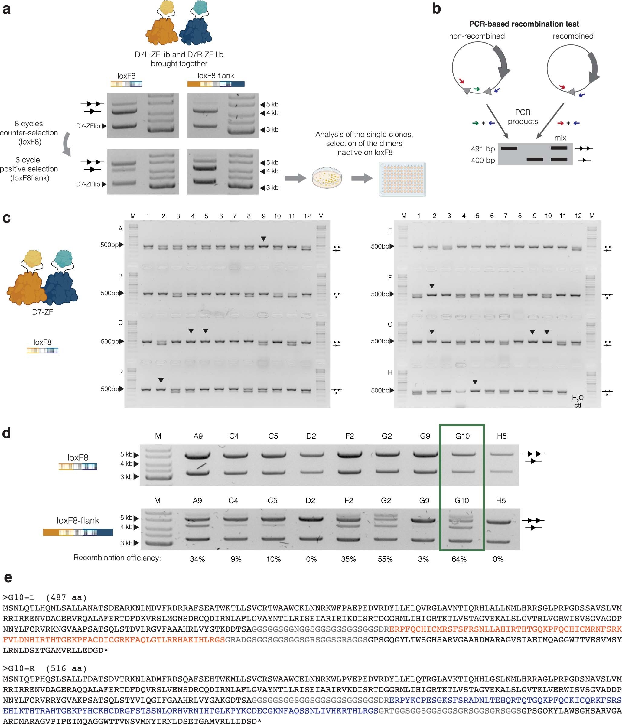 Extended Data Fig. 5: Identification of D7-ZF.