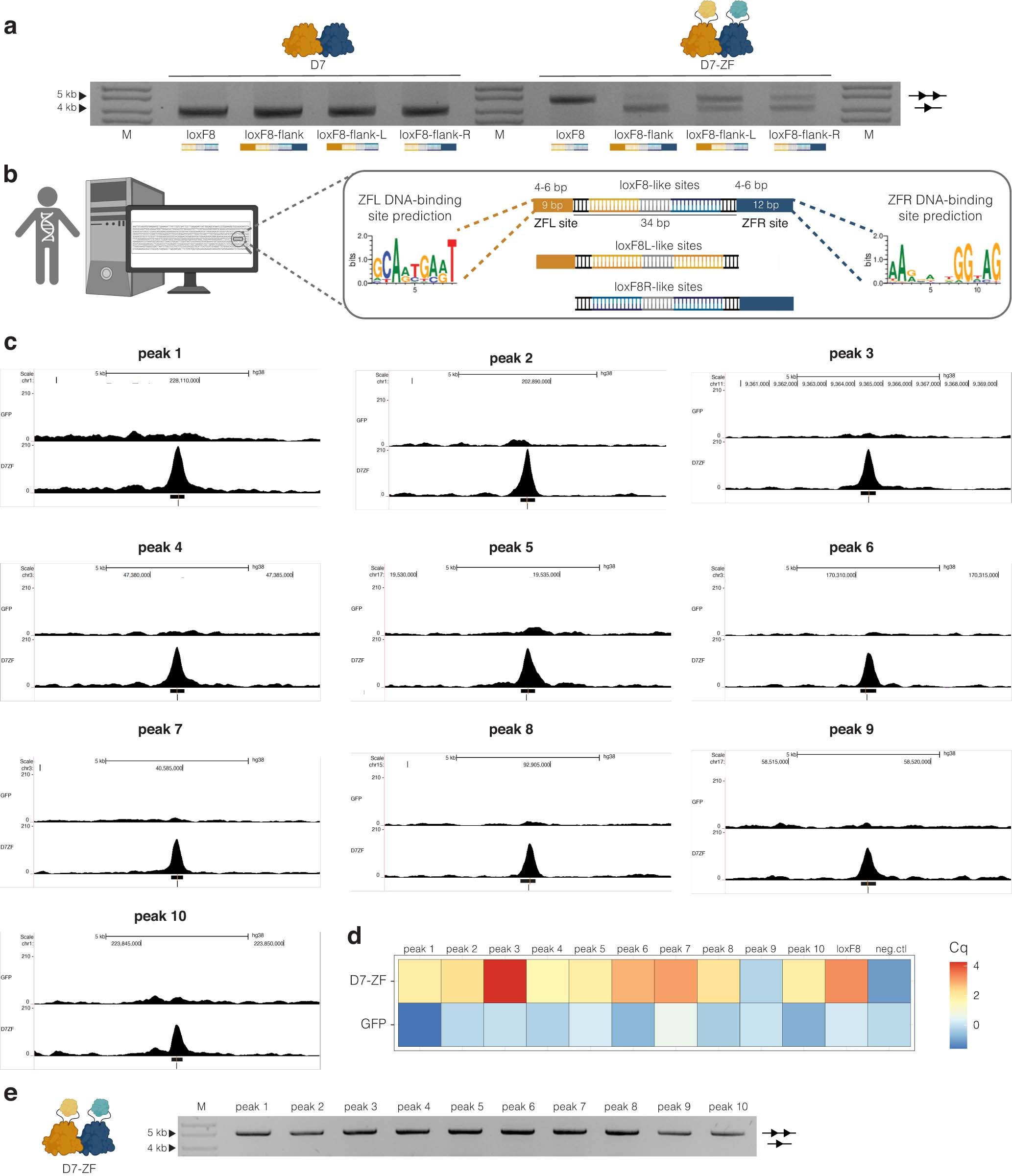 Extended Data Fig. 6: D7-ZF off-target analysis.