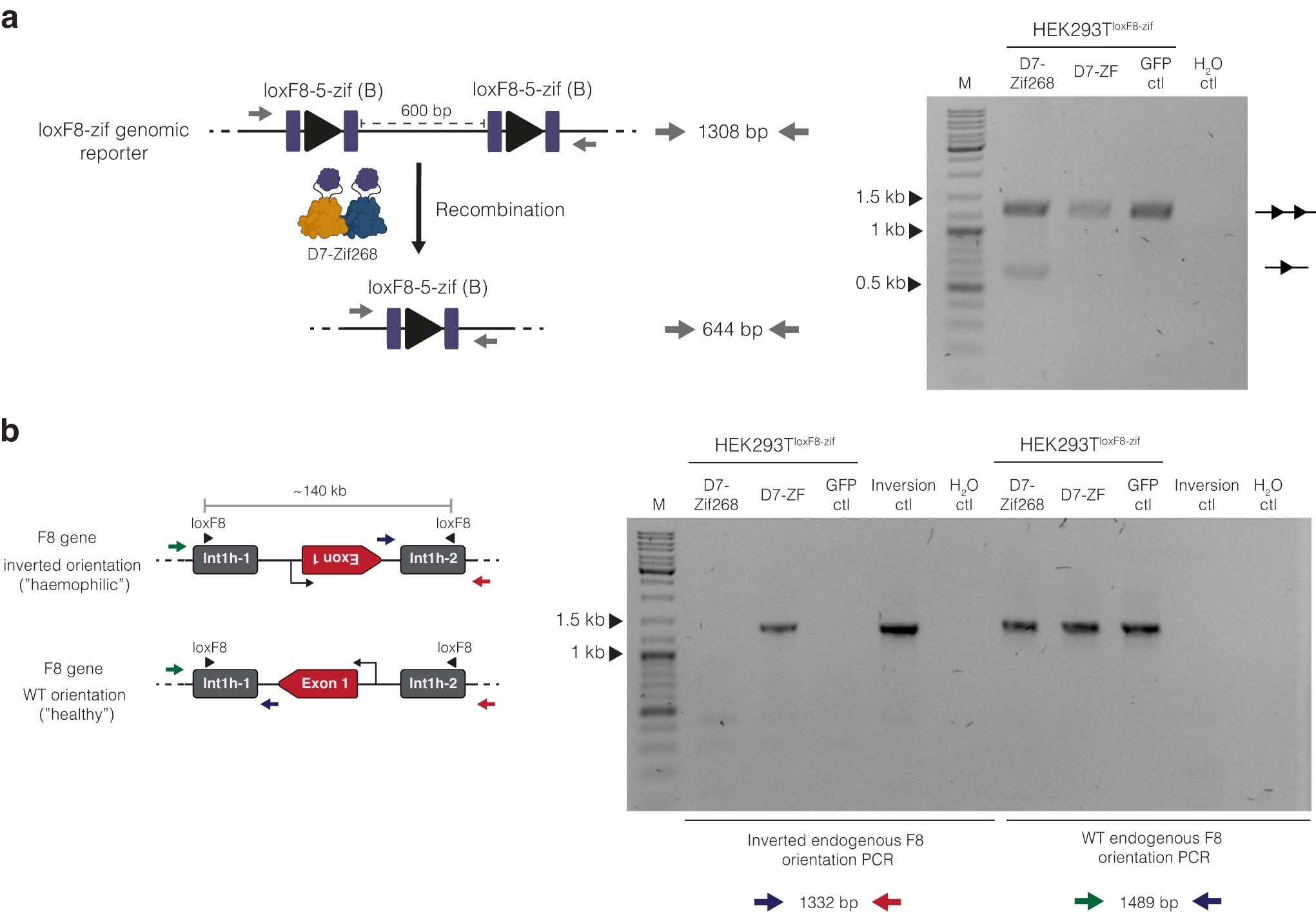 Extended Data Fig. 8: Recombination activity of D7278-Zif268 in human cells.