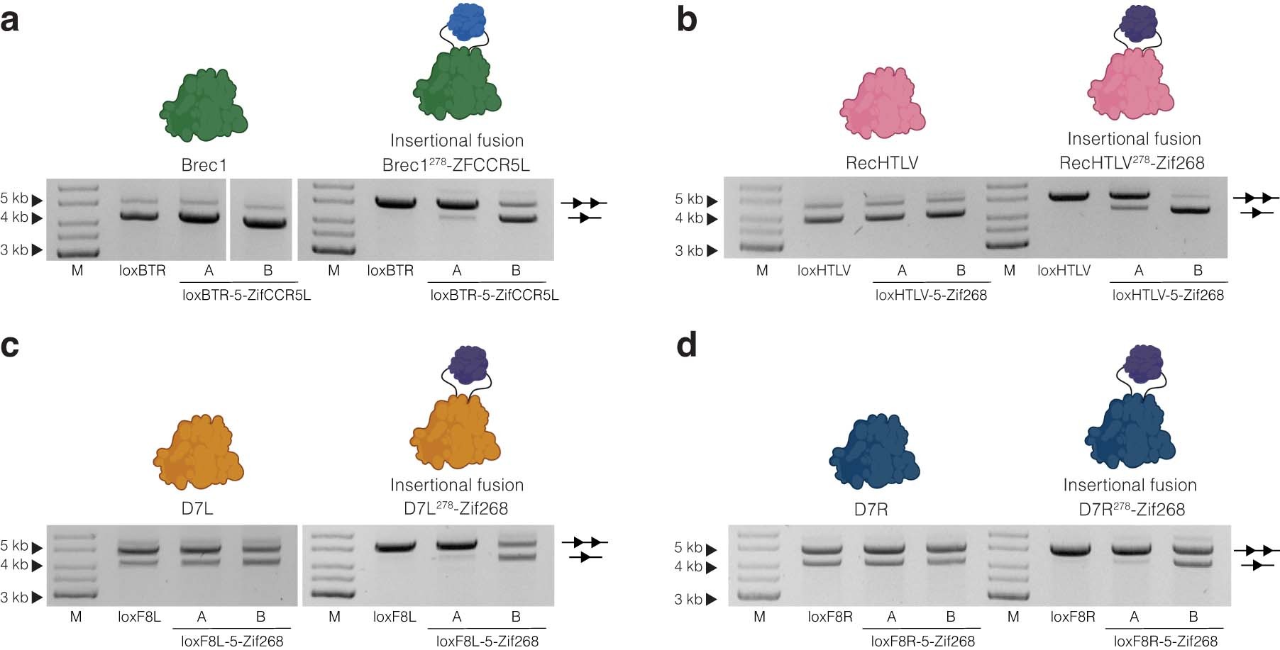 Extended Data Fig. 3: Activity tests of ZF-dependent designer-recombinases.