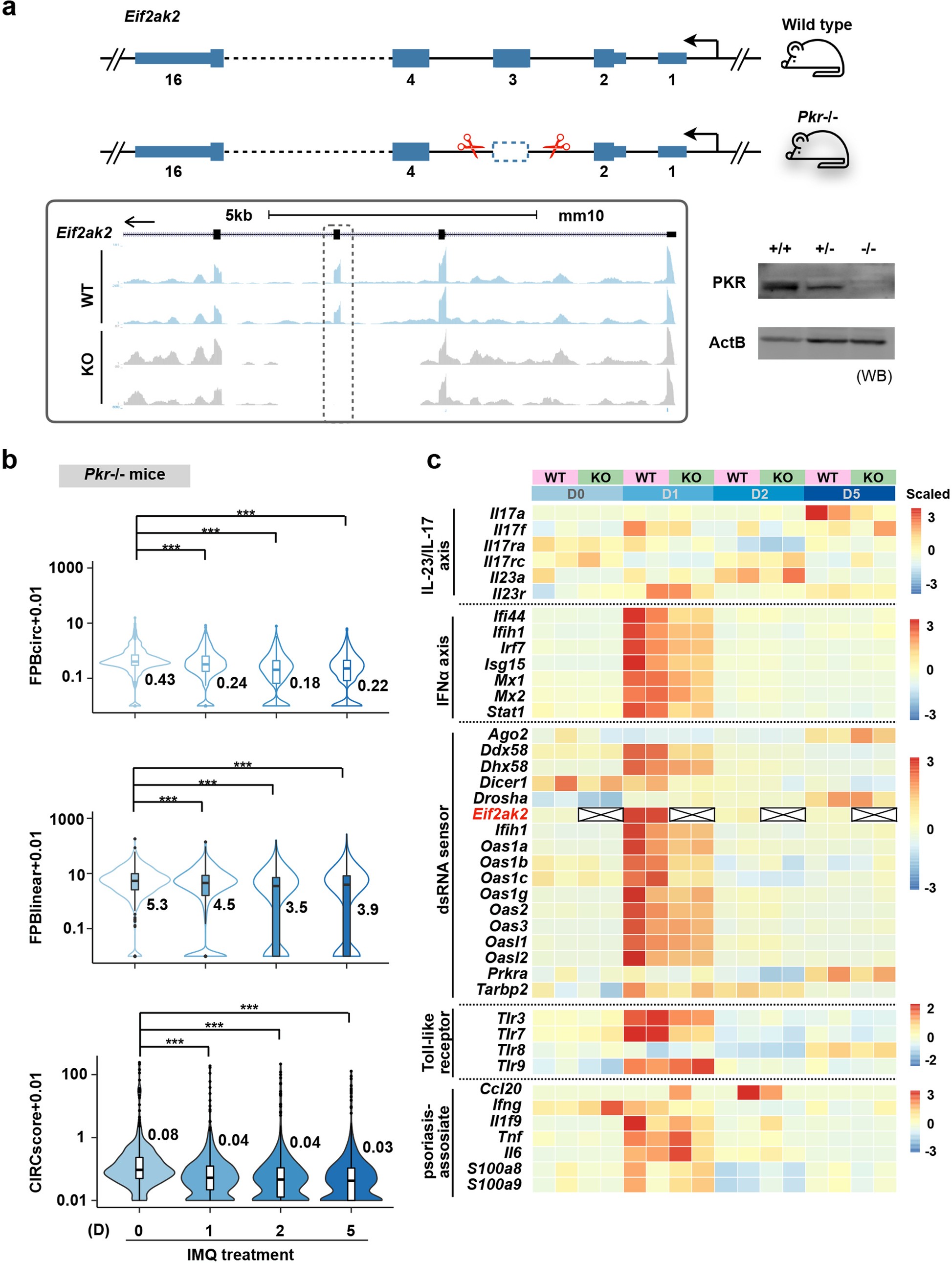 Extended Data Fig. 6: Generation of Pkr-/- mice.