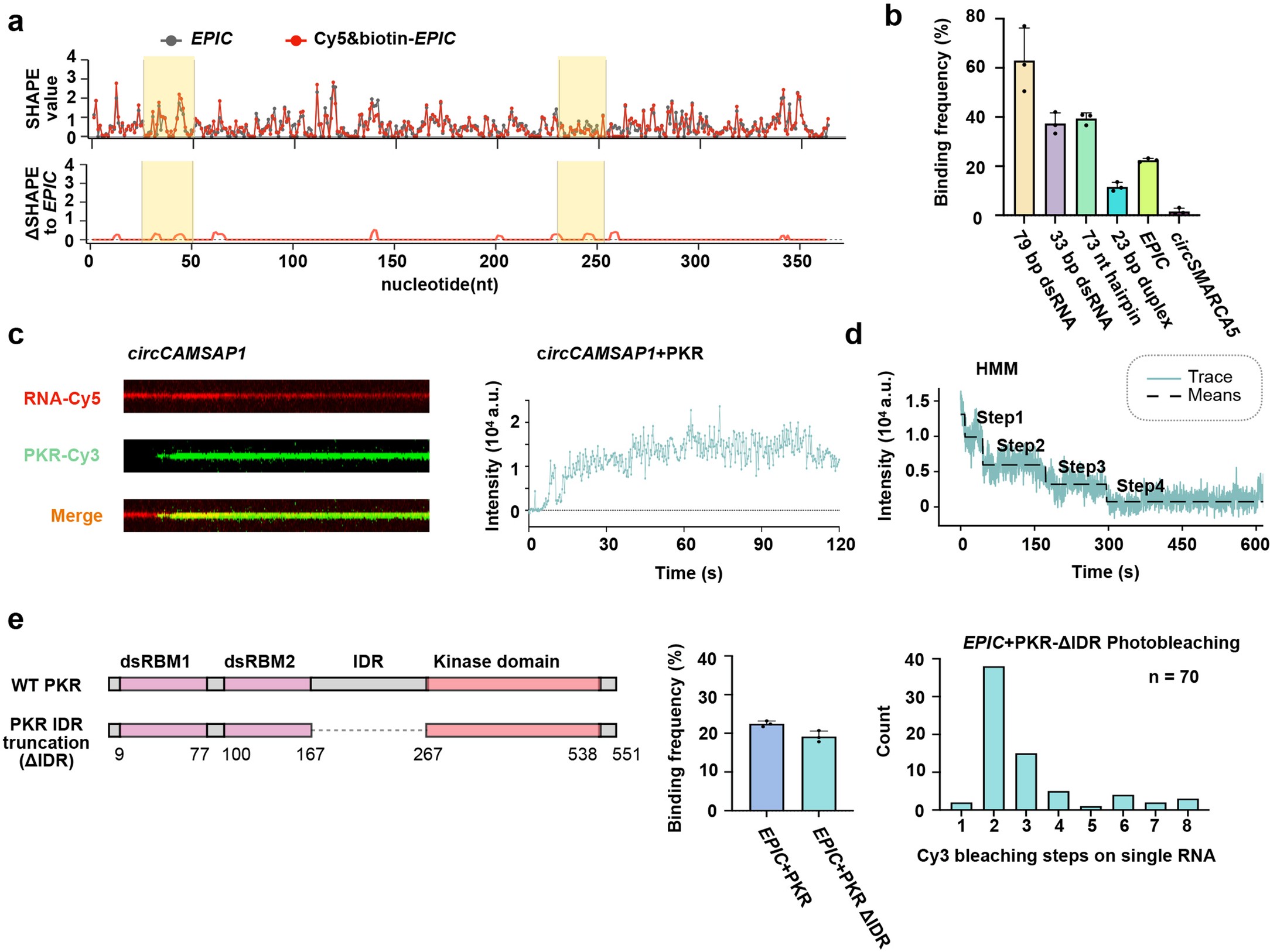 Extended Data Fig. 2: Stable interactions of ds-cRNAs and PKR resolved by single molecule imaging.