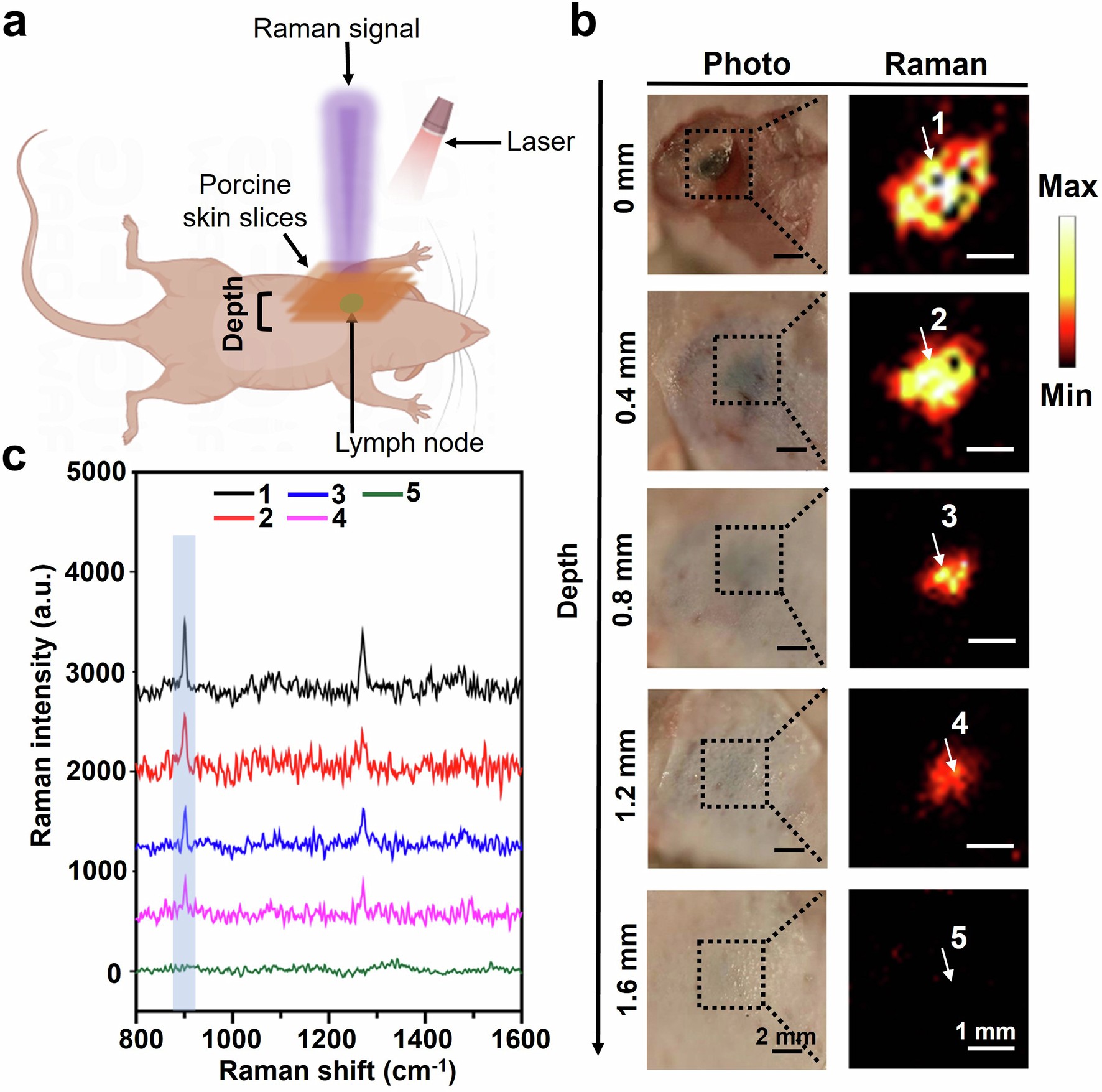 Extended Data Fig. 8: In vivo depth analysis of SICTERS imaging by covering BBT NPs-bearing ALNs with porcine skin slices.