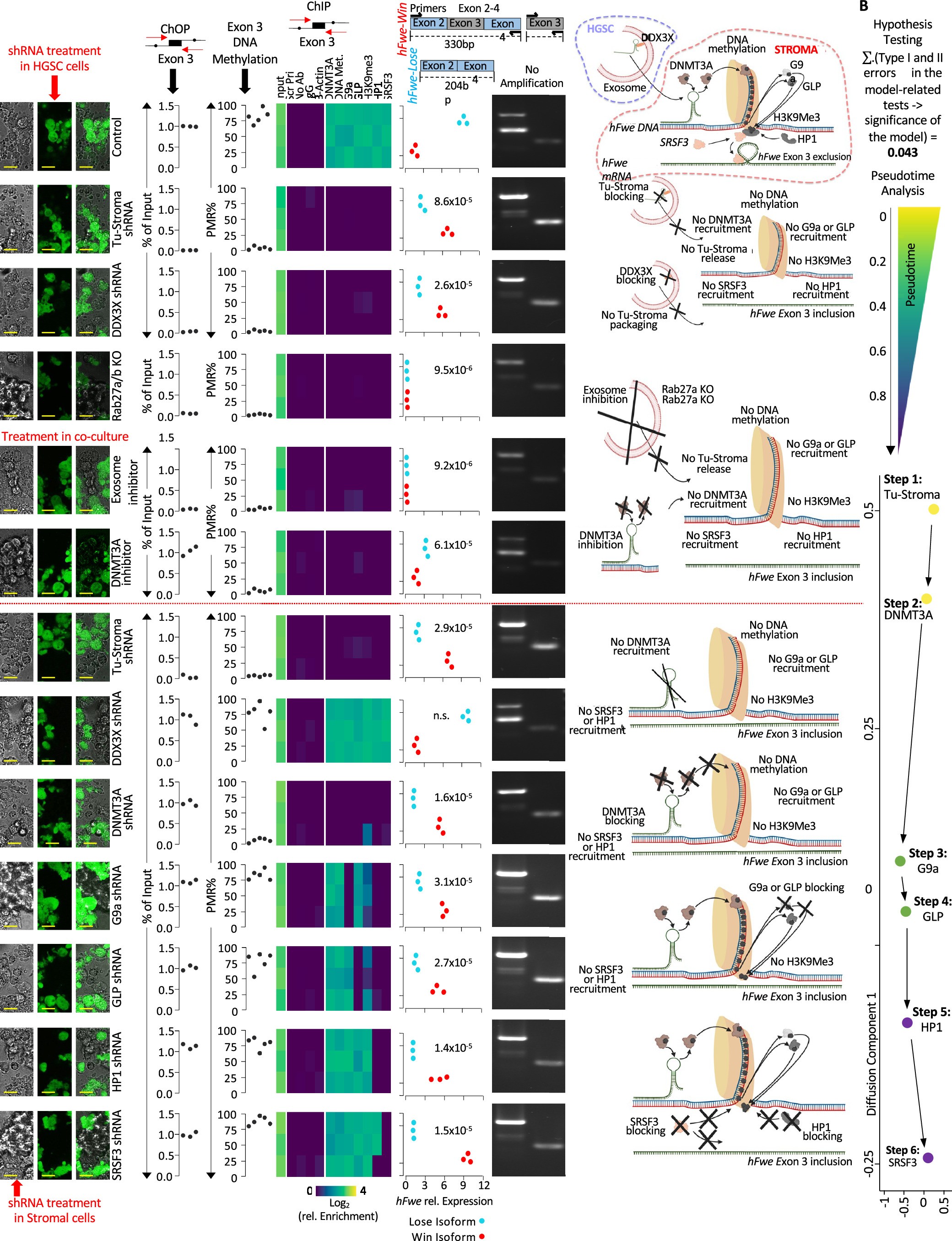 Extended Data Fig. 9: Epistatic pathway of Tu-Stroma mediated exon 3 methylation and Flower Lose generation in stromal cells.