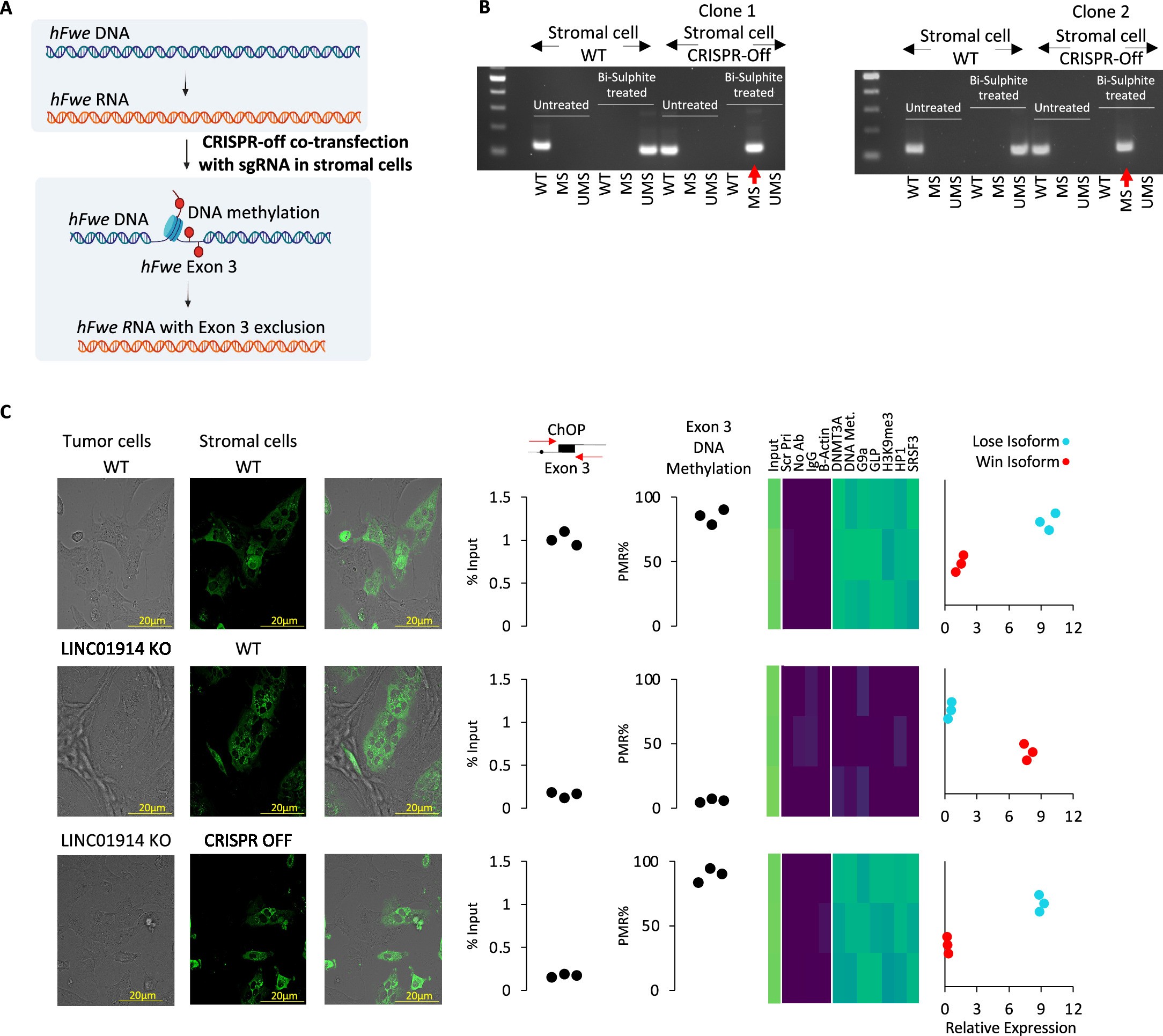 Extended Data Fig. 3: Biological assay using CRISPR-off at Flower exon 3 impacts Flower isoform expression.