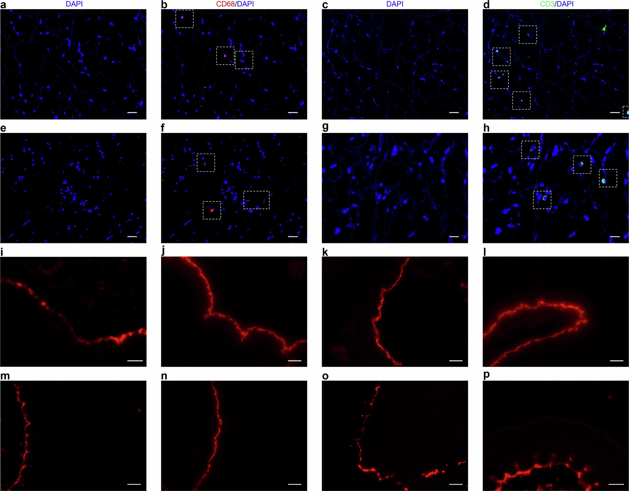 Extended Data Fig. 4: Immunofluorescence analysis of rat tissue samples after 120 days of implantation.