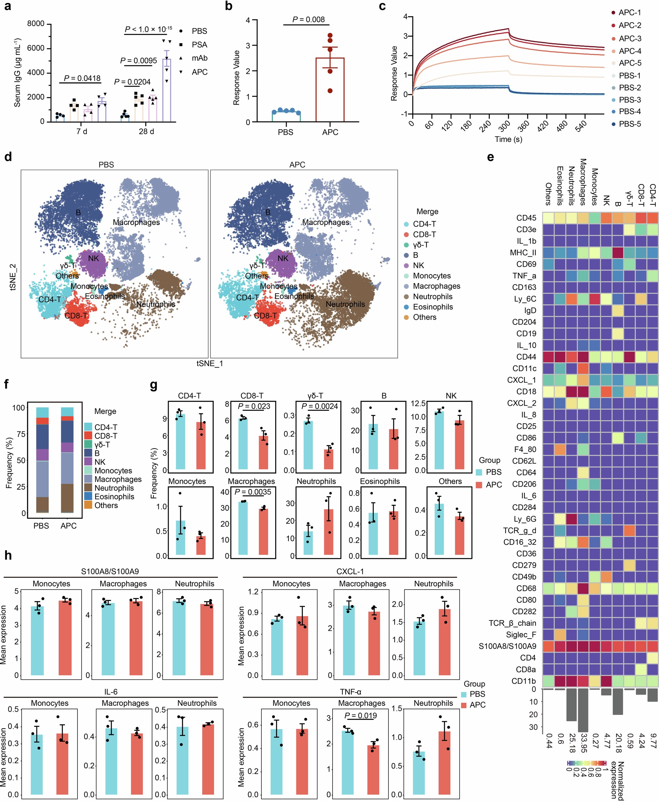 Extended Data Fig. 9: APC treatment can induce immunogenicity in mice, but this immunogenicity does not trigger the activation of innate immunity.
