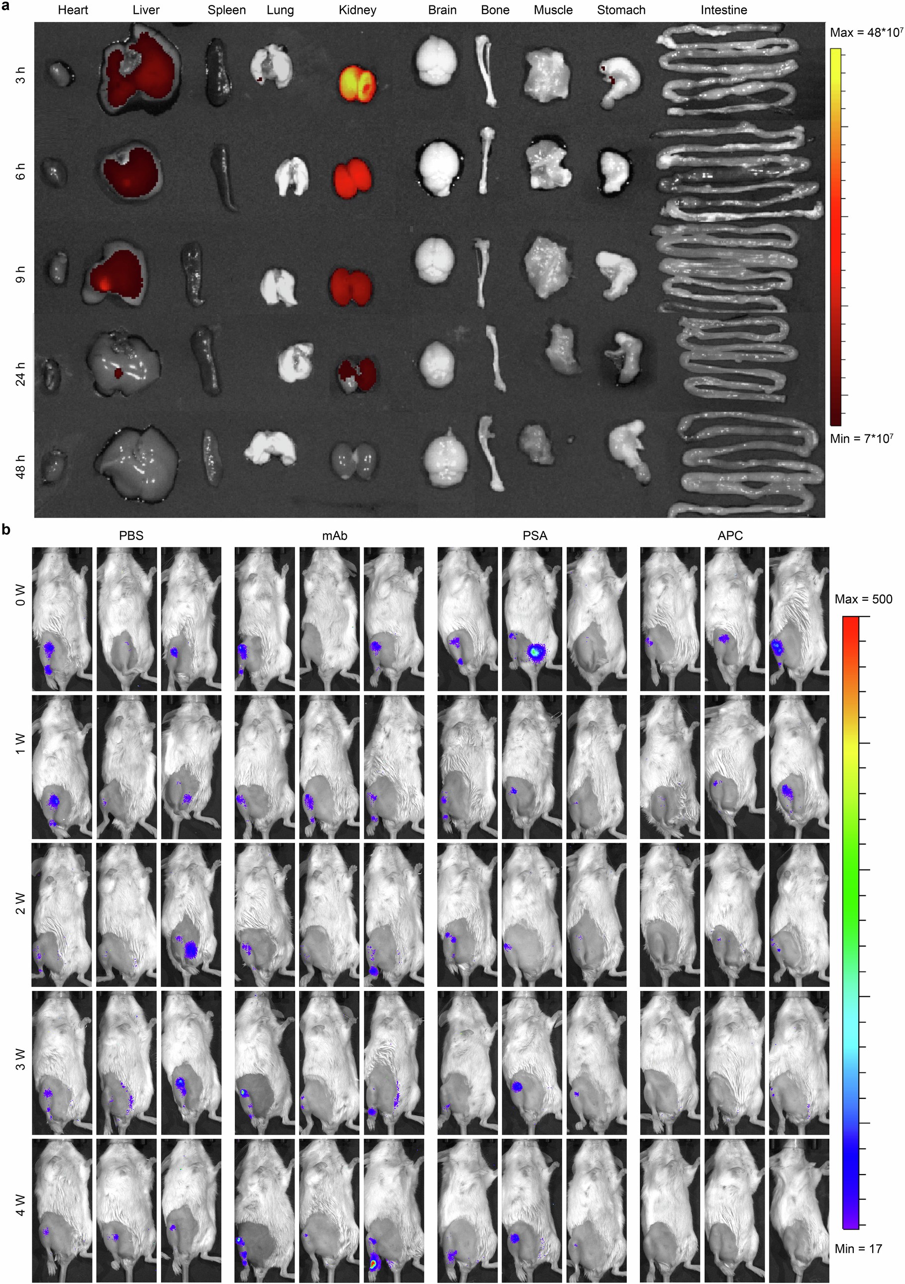Extended Data Fig. 4: Preliminary dosing study of APC in chronic osteomyelitis treatment.