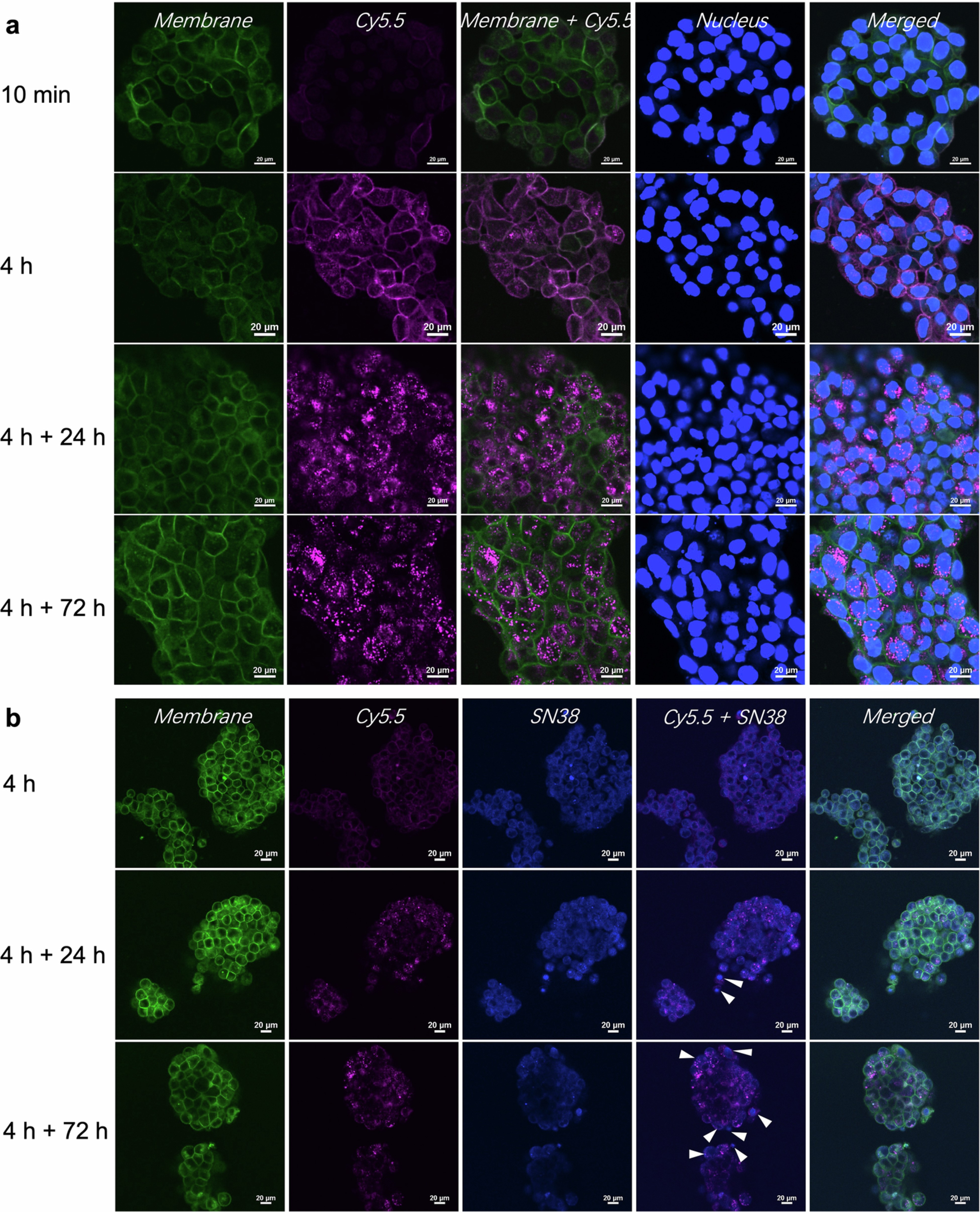 Extended Data Fig. 5