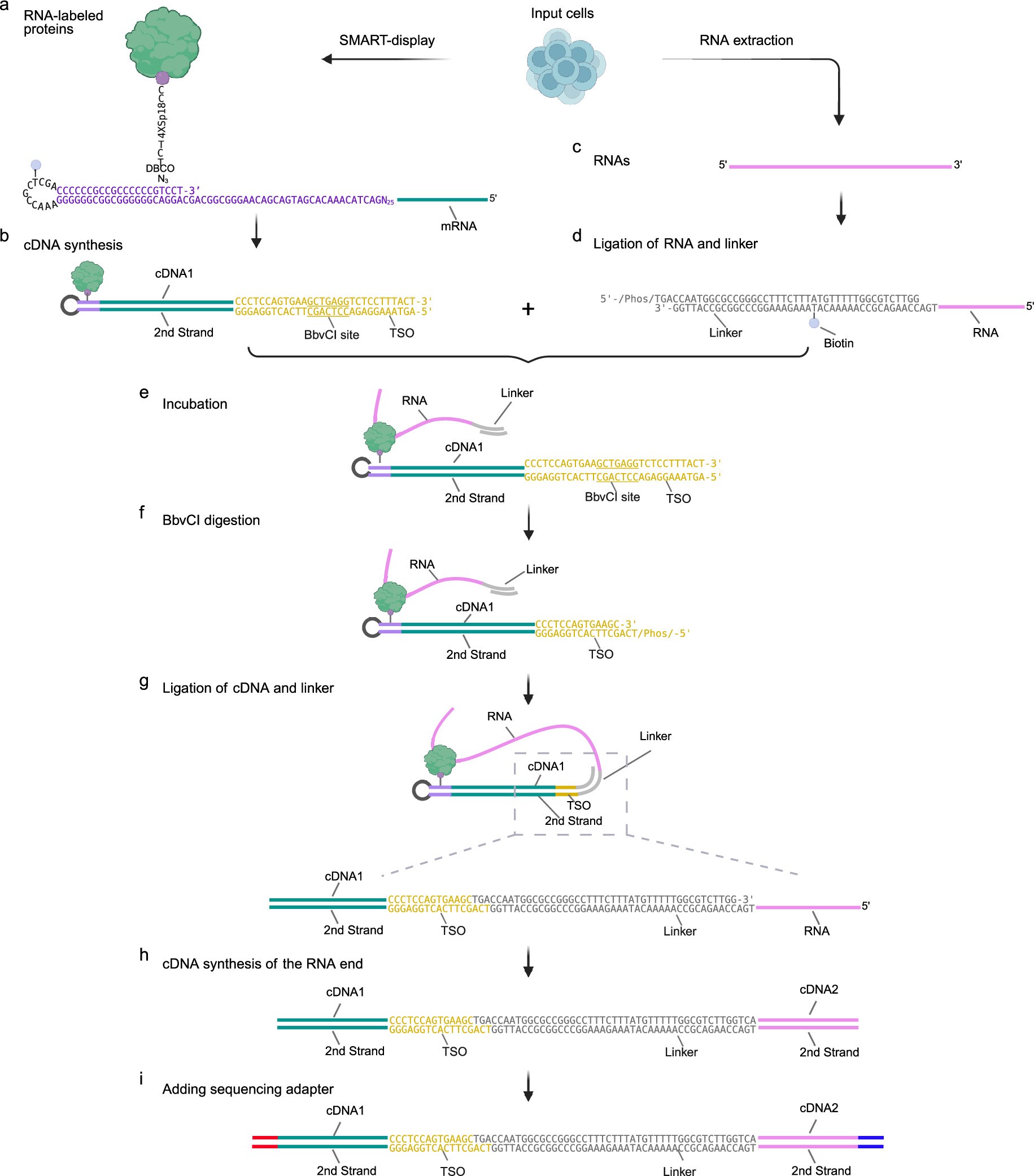 Extended Data Fig. 1