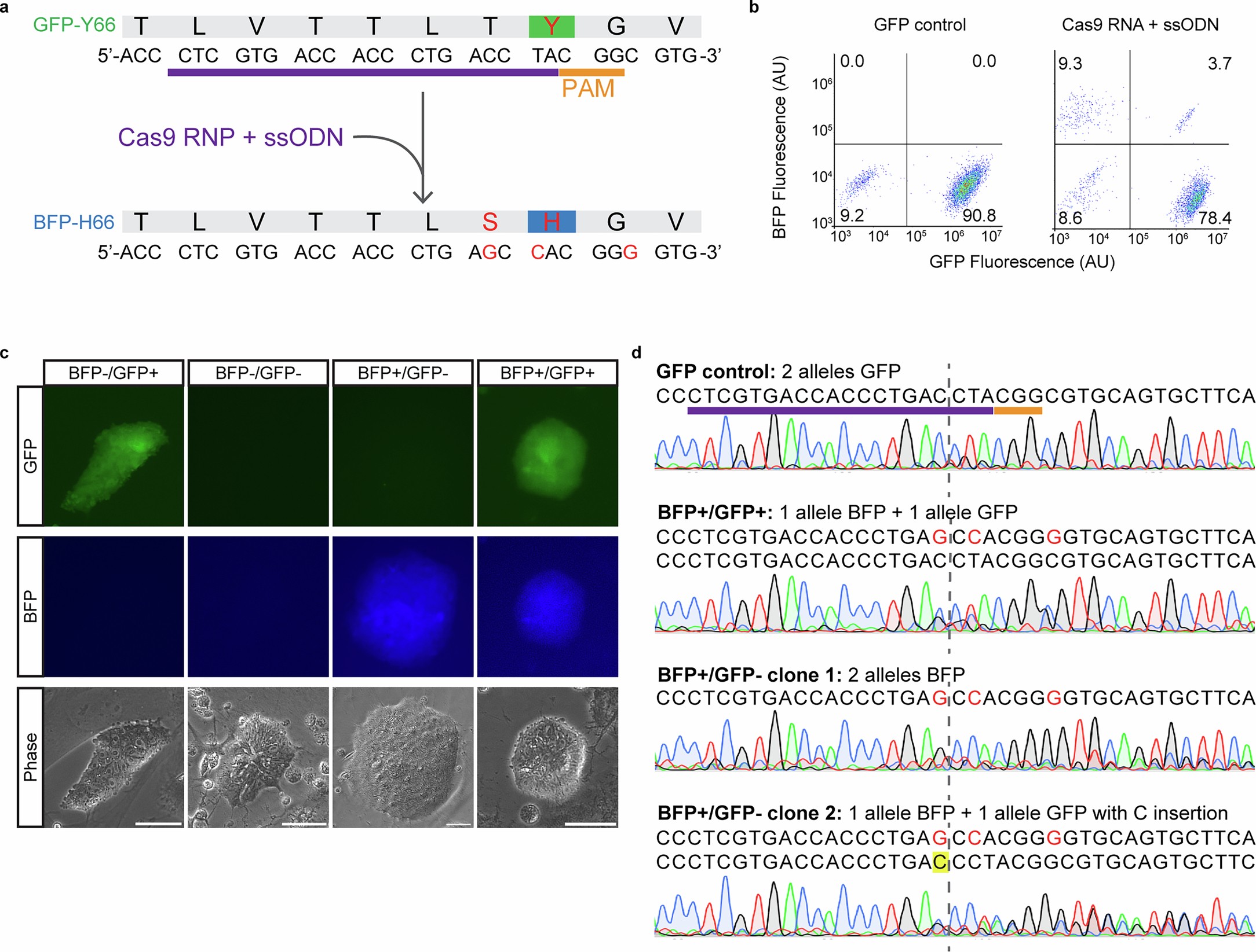 Extended Data Fig. 5: GFP-to-BFP knock-in conversion in chicken ESCs.