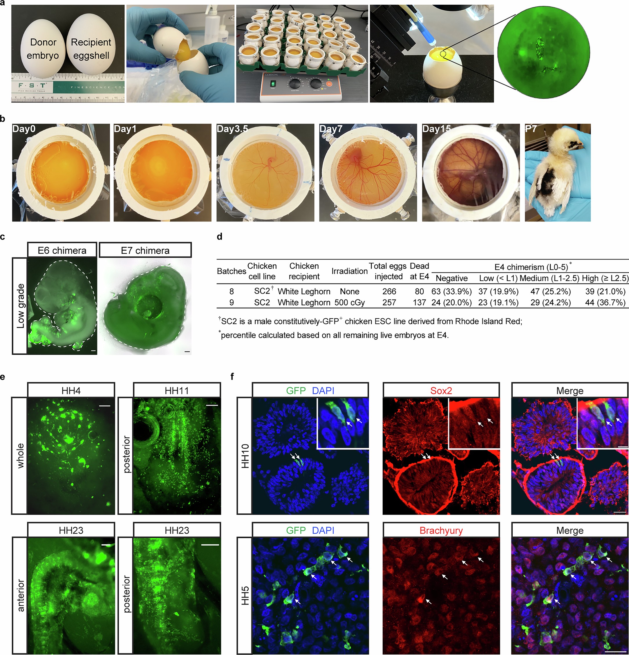 Extended Data Fig. 7: Chicken ESCs can contribute to chimera formation.