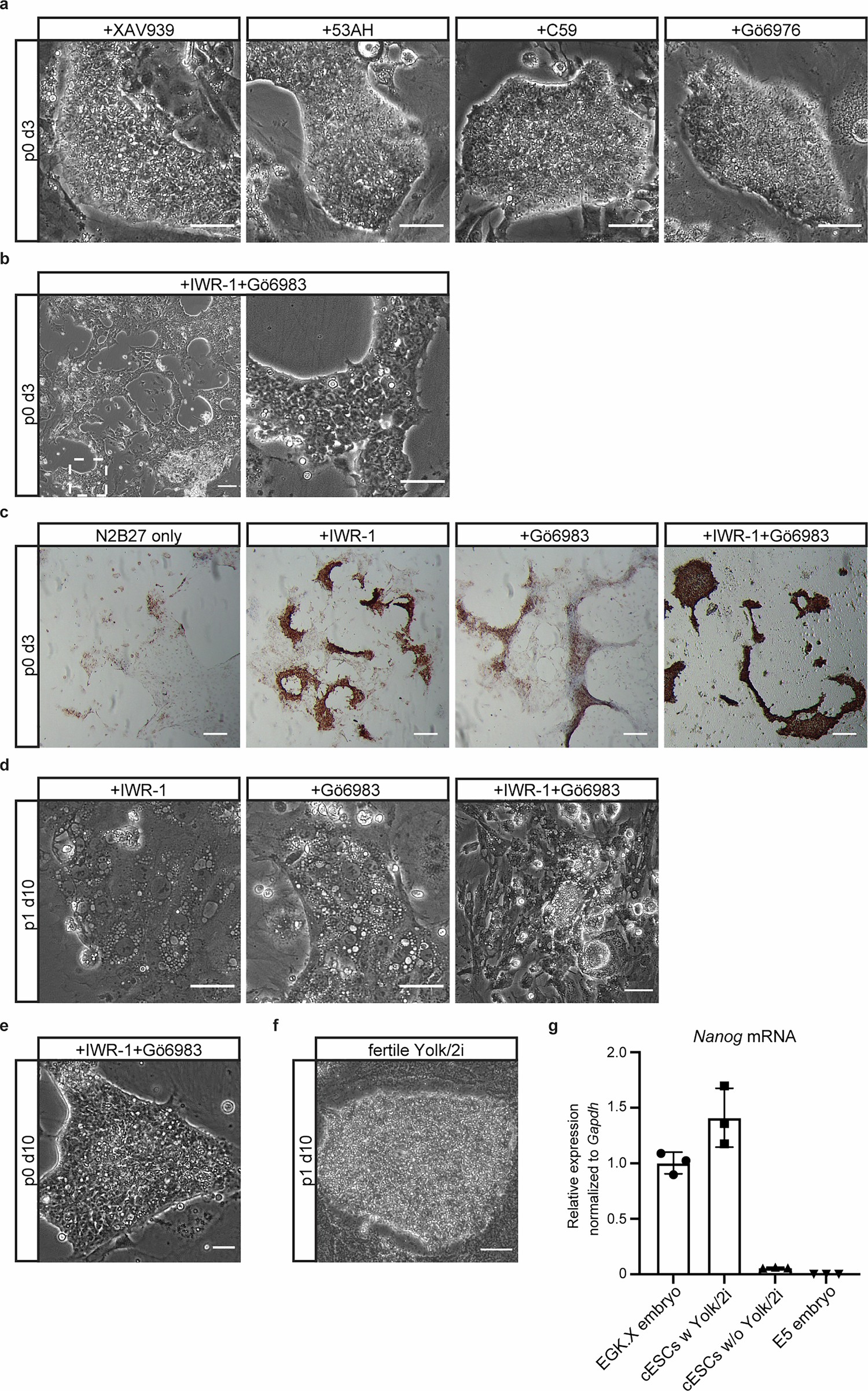 Extended Data Fig. 1: Development of culture conditions for chicken ESC derivation.