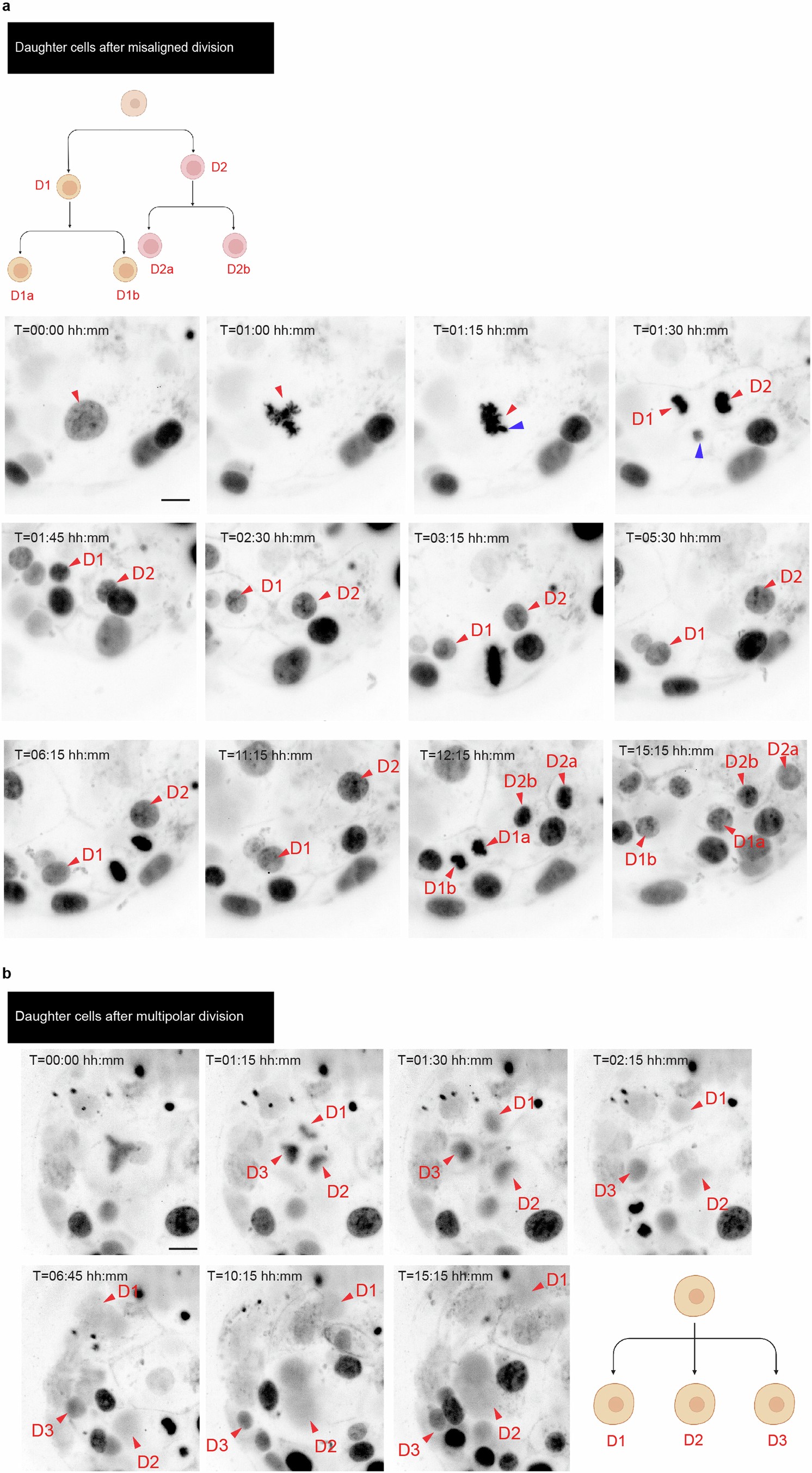 Extended Data Fig. 4: Fate of daughter cells following chromosome misalignment and multipolar division.
