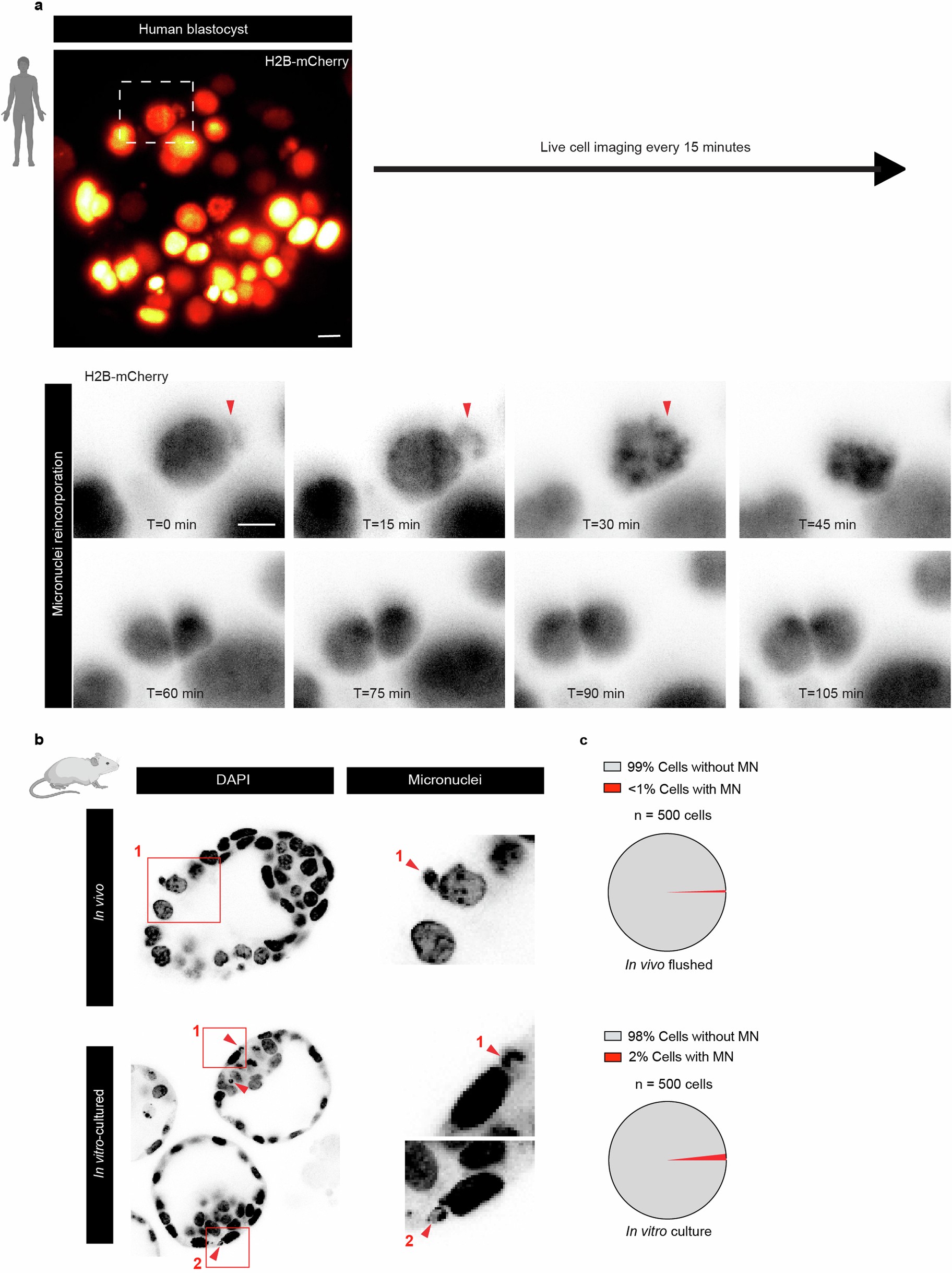 Extended Data Fig. 5: Micronuclei reincorporation during mitosis and their presence in in vitro cultured and in vivo flushed mouse blastocysts at day 4 post fertilization.