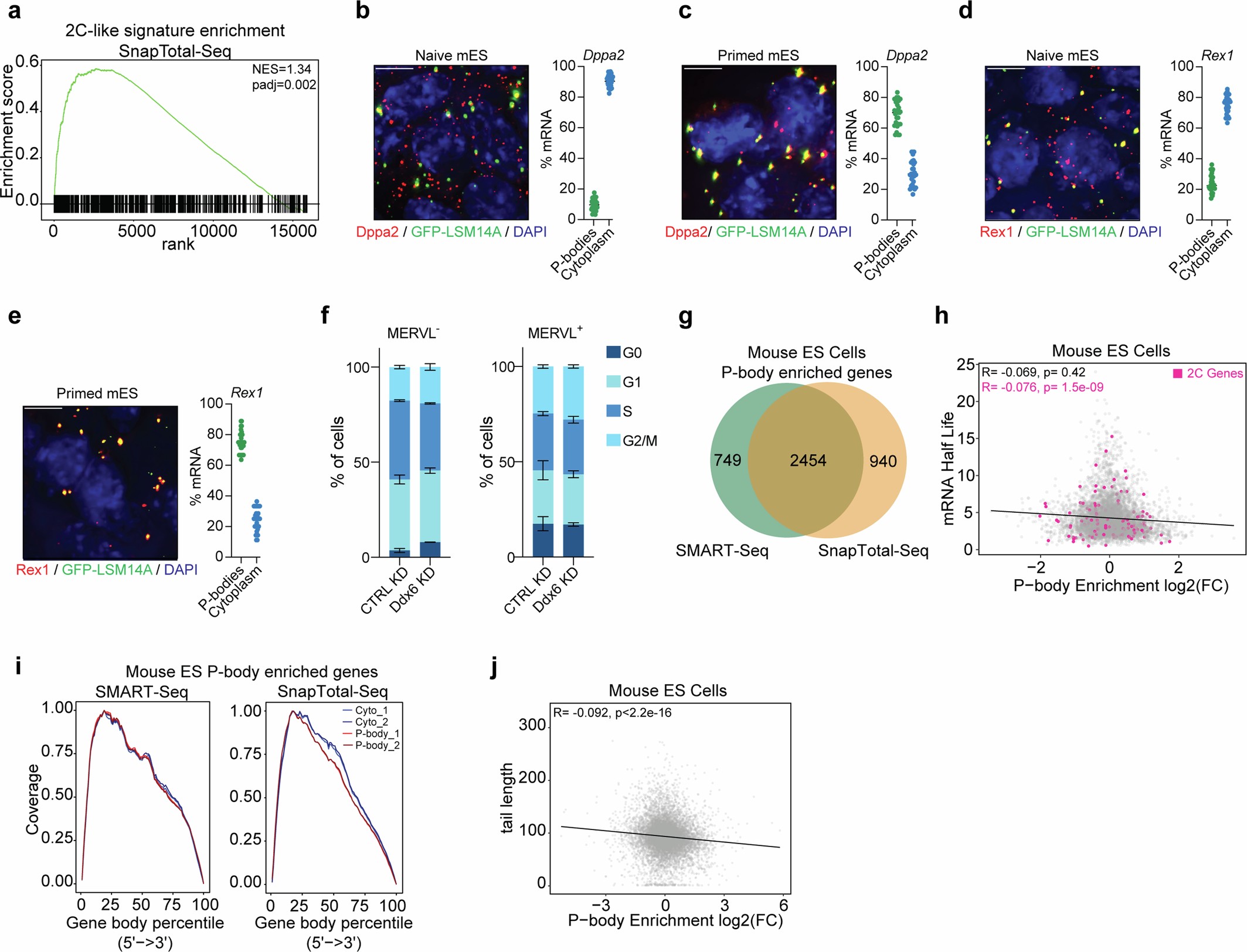 Extended Data Fig. 5: P-body-enriched RNAs in mouse ES cells are not preferentially degraded.