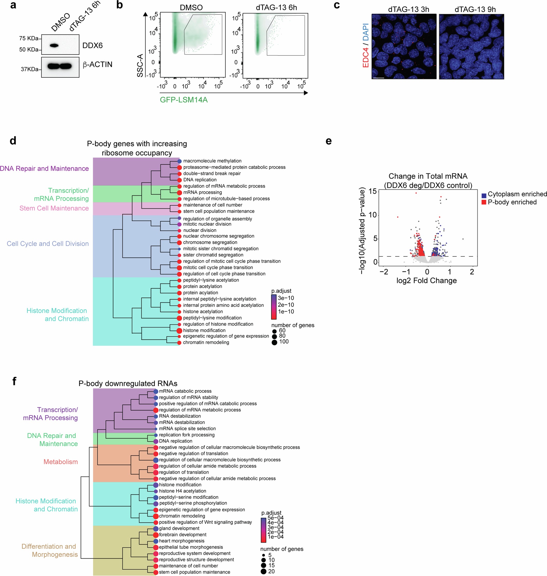 Extended Data Fig. 6: A degron system facilitates acute disruption of P-bodies.