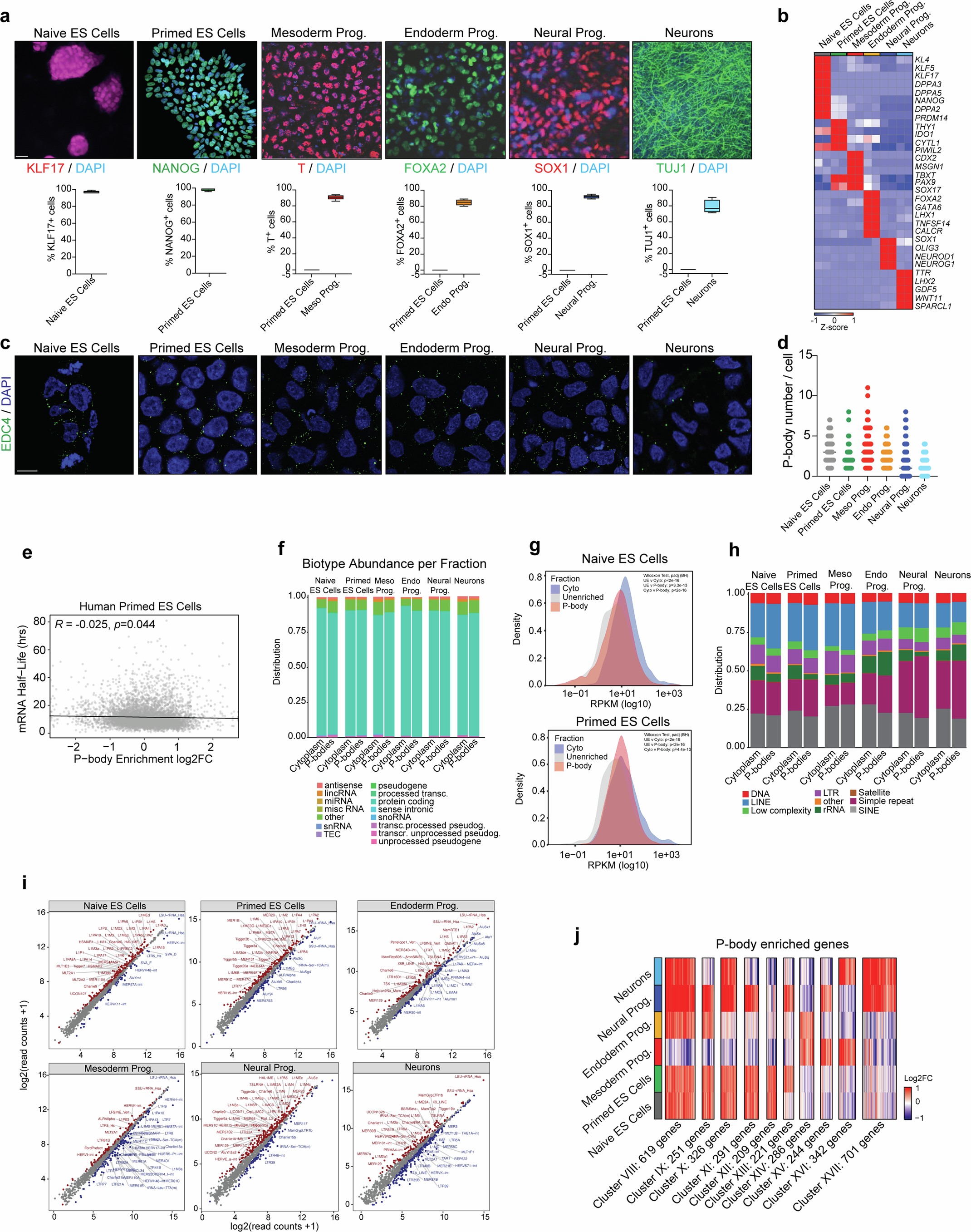 Extended Data Fig. 2: Directed differentiation of human ES cells permits analysis of P-body contents.