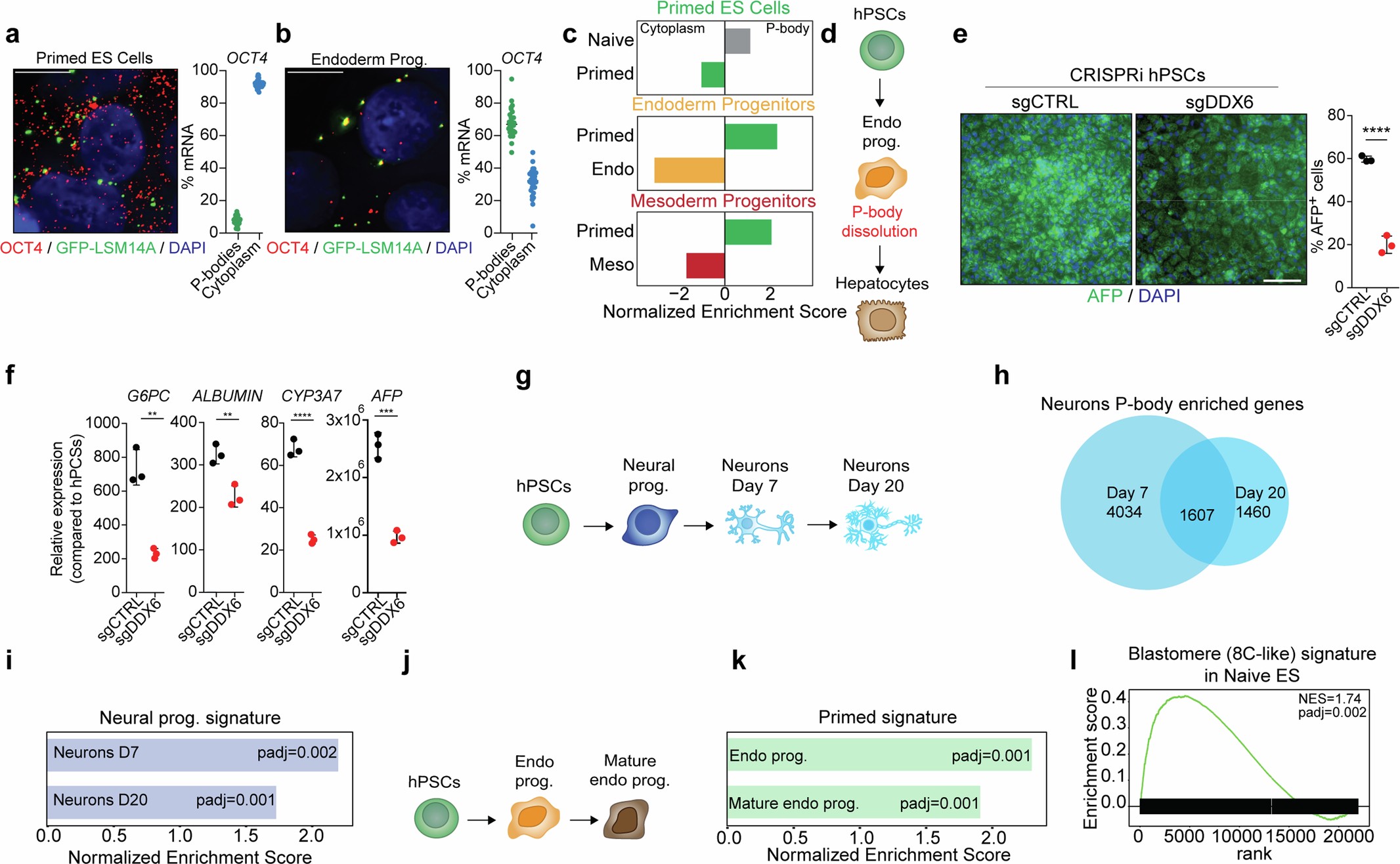 Extended Data Fig. 3: Transient sequestration of developmental stage-specific RNAs in P-bodies confers plasticity during early development.