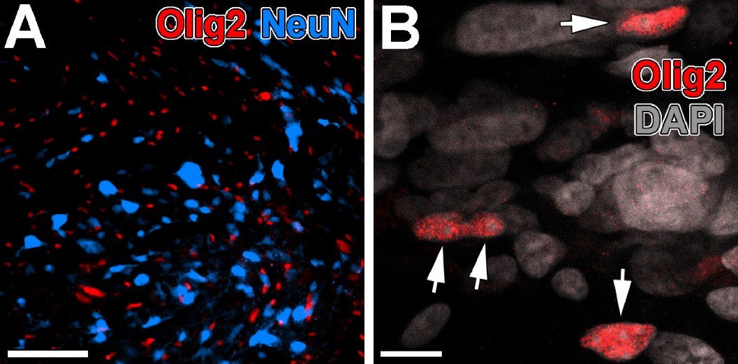 Extended Data Fig. 4