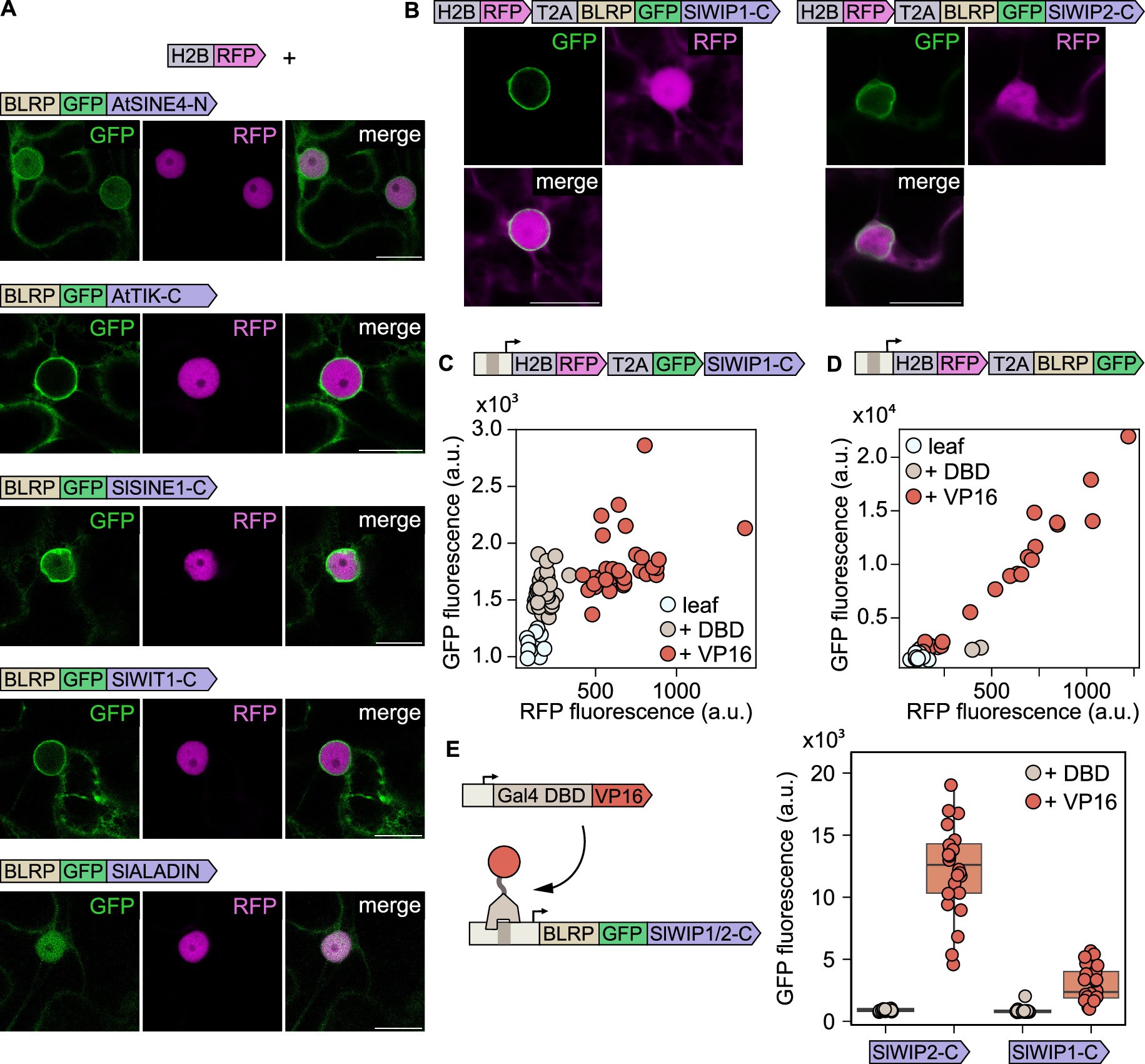 Extended Data Fig. 1: Additional ONEtag optimization details.