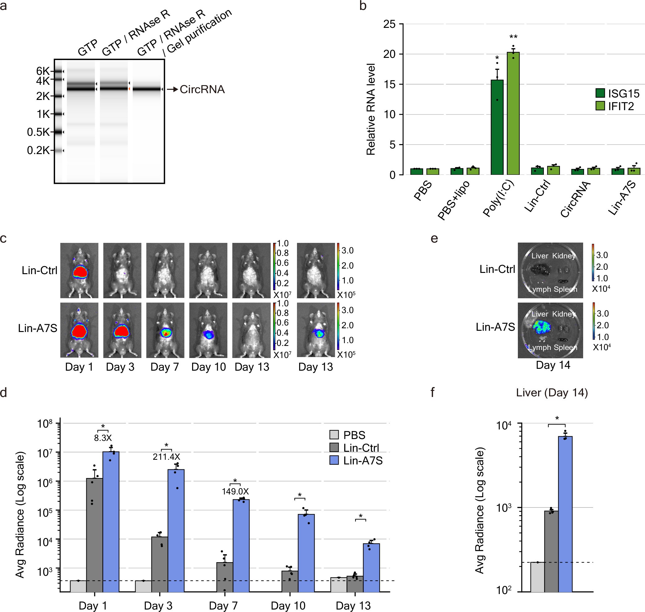 Extended Data Fig. 7: A7 confers circRNA-like stability to linear mRNA.