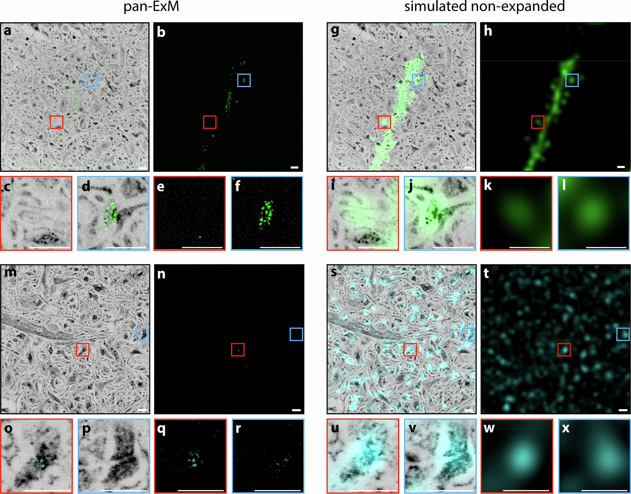 Extended Data Fig. 2: Comparison of pan-ExM-t immunolabeling with simulated conventional (non-expanded) microscopy.