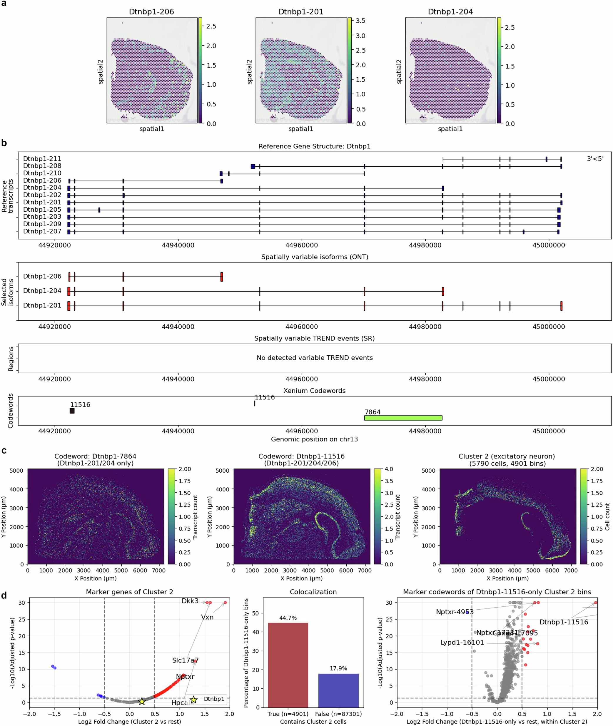 Extended Data Fig. 3: In situ validation of spatially variable isoform usage of Dtnbp1, related to Extended Data Fig. 2.