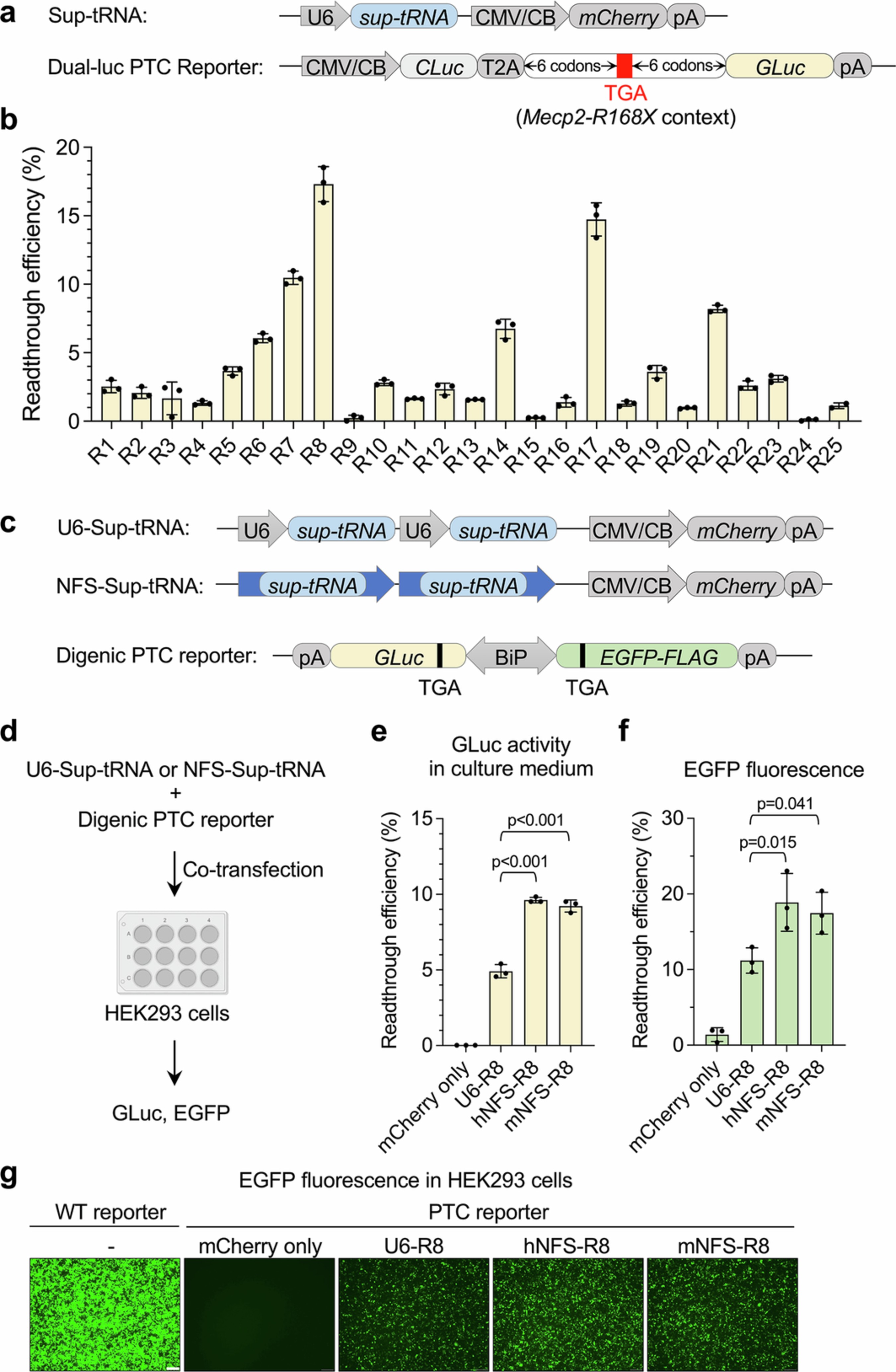Extended Data Fig. 1: Evaluation of UGA-sup-tRNAArg candidates in HEK293 cells.