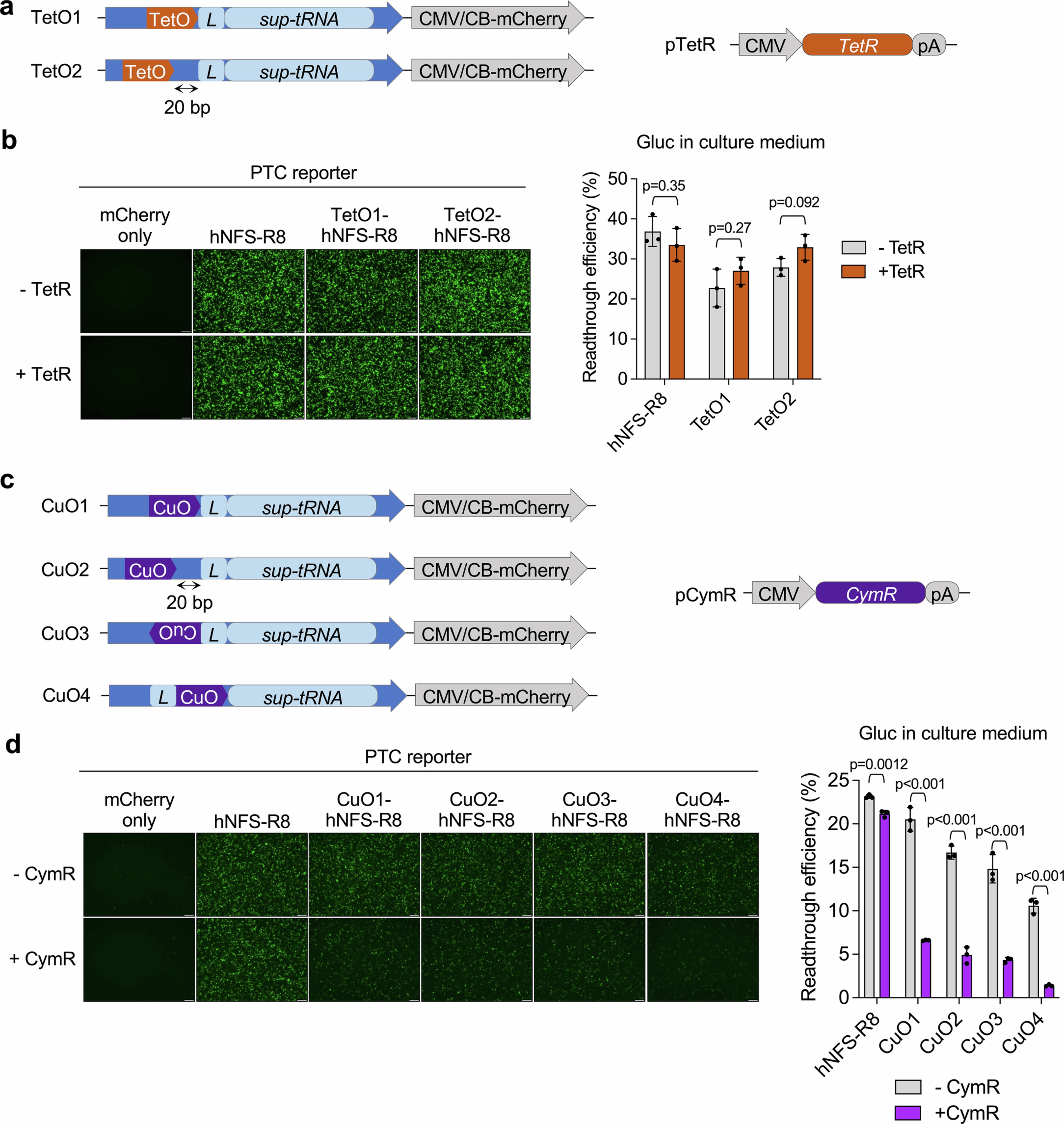 Extended Data Fig. 3: The CuO-CymR system suppresses UGA-sup-tRNA function.
