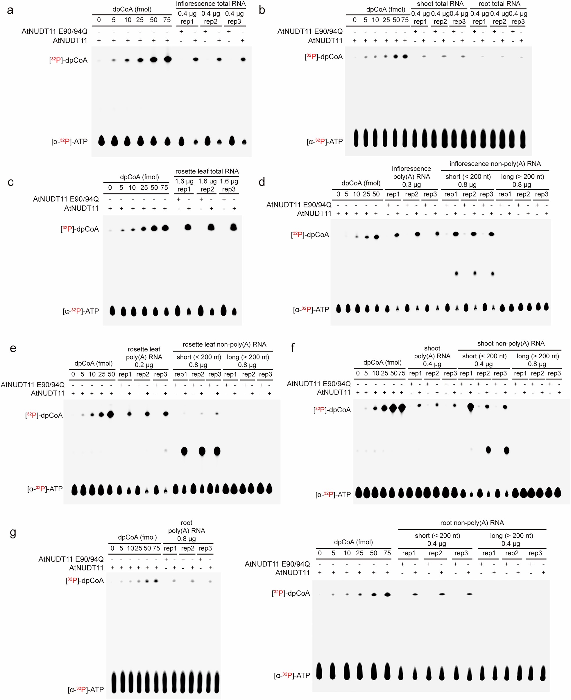 Extended Data Fig. 4: dpCoA-TLC analysis of RNA from Arabidopsis.