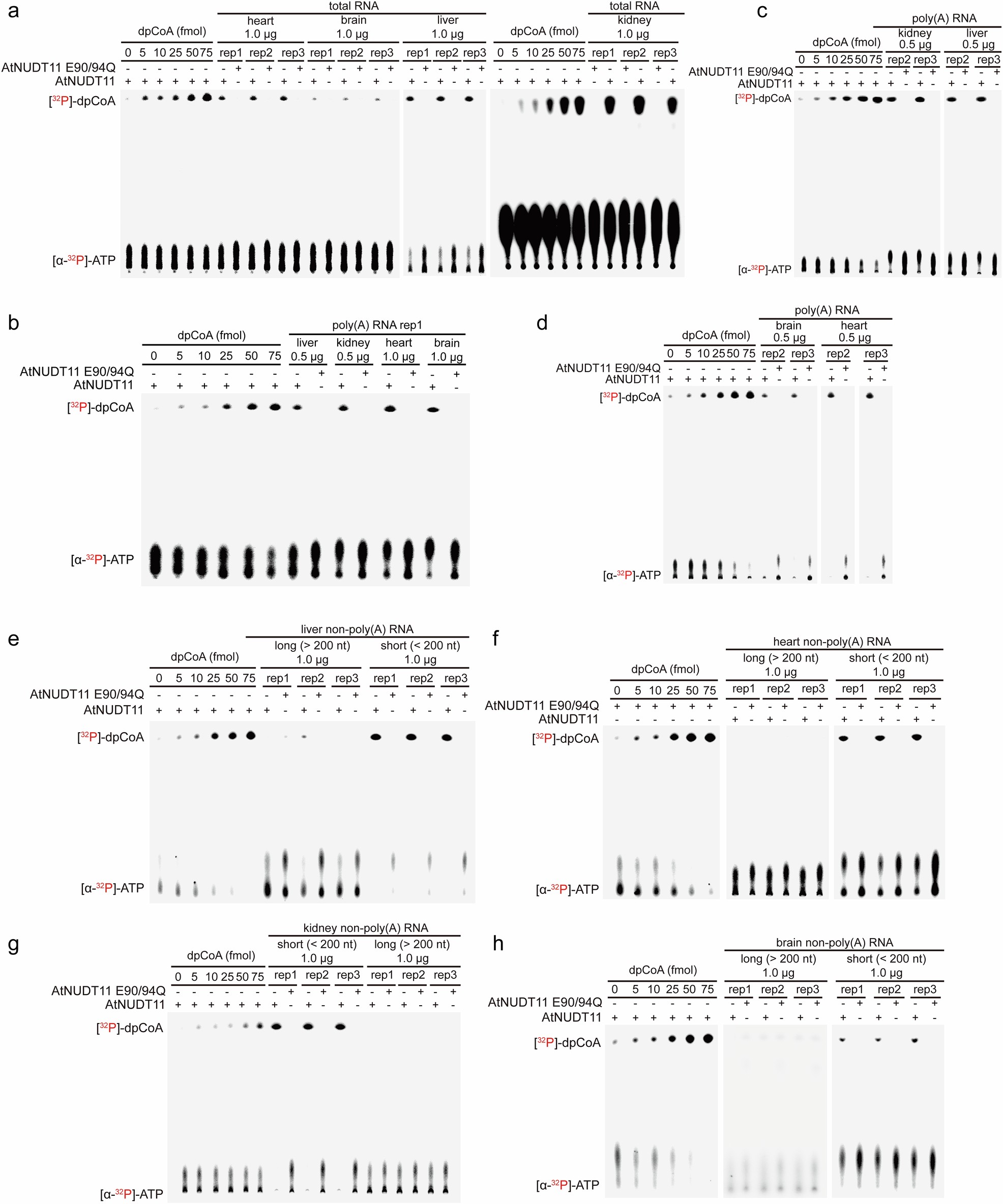 Extended Data Fig. 5: dpCoA-TLC analysis of RNA from mouse.