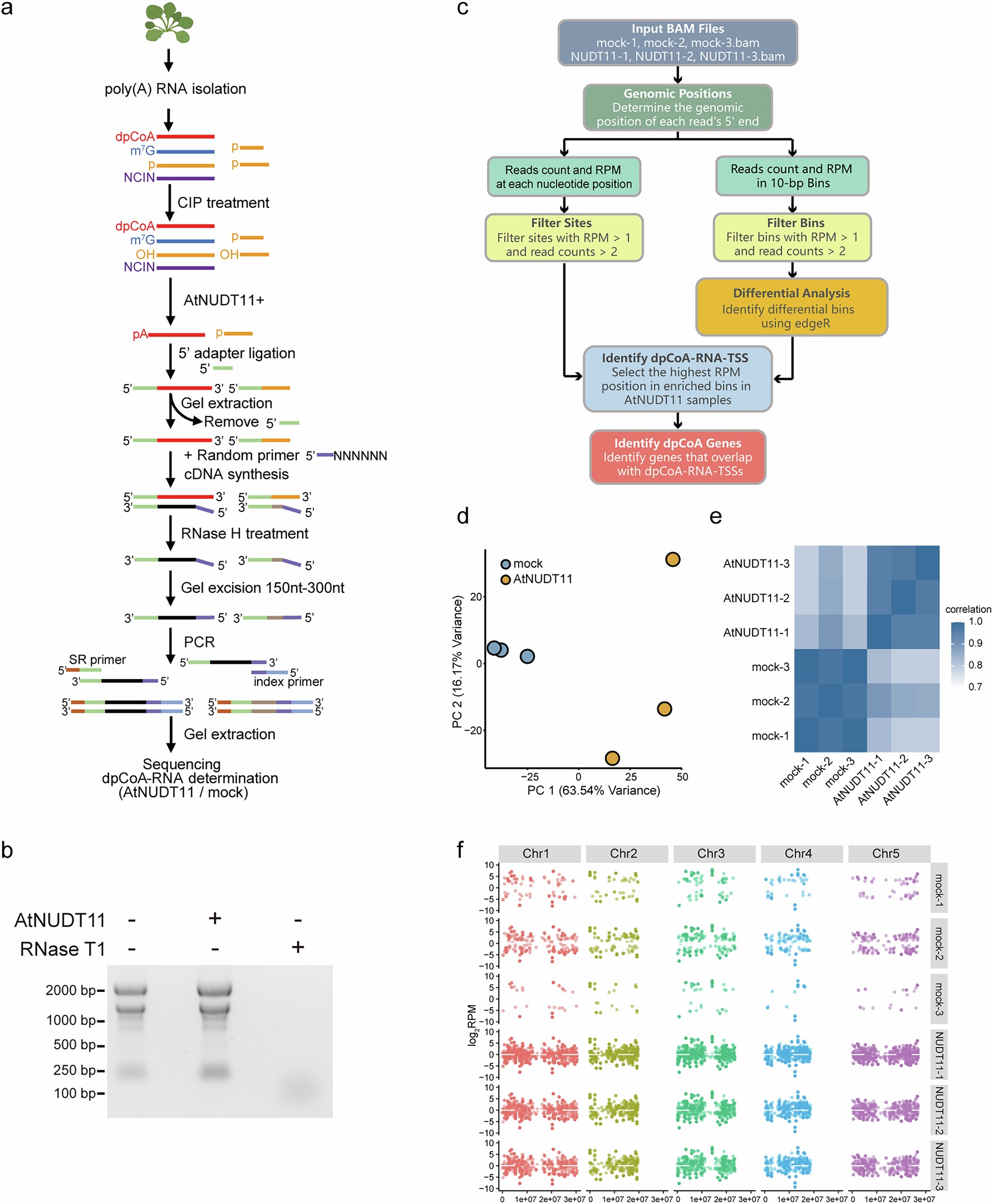 Extended Data Fig. 7: dpCoA-CapZyme-seq work flow and quality control.