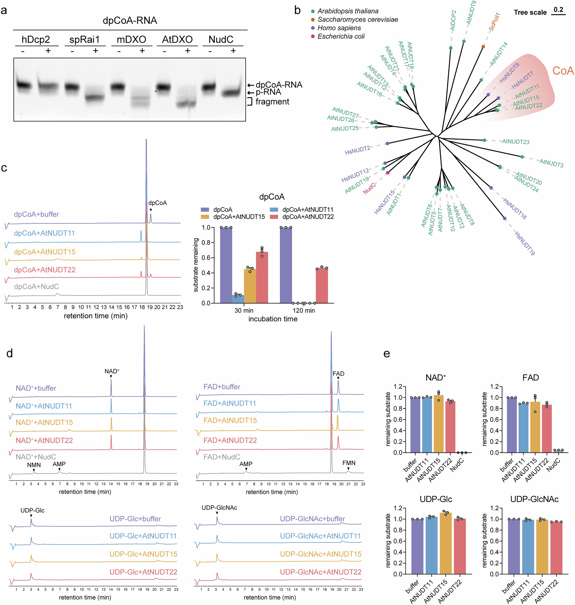 Extended Data Fig. 1: AtNUDT11, AtNUDT15 and AtNUDT22 show specific activity towards dpCoA.
