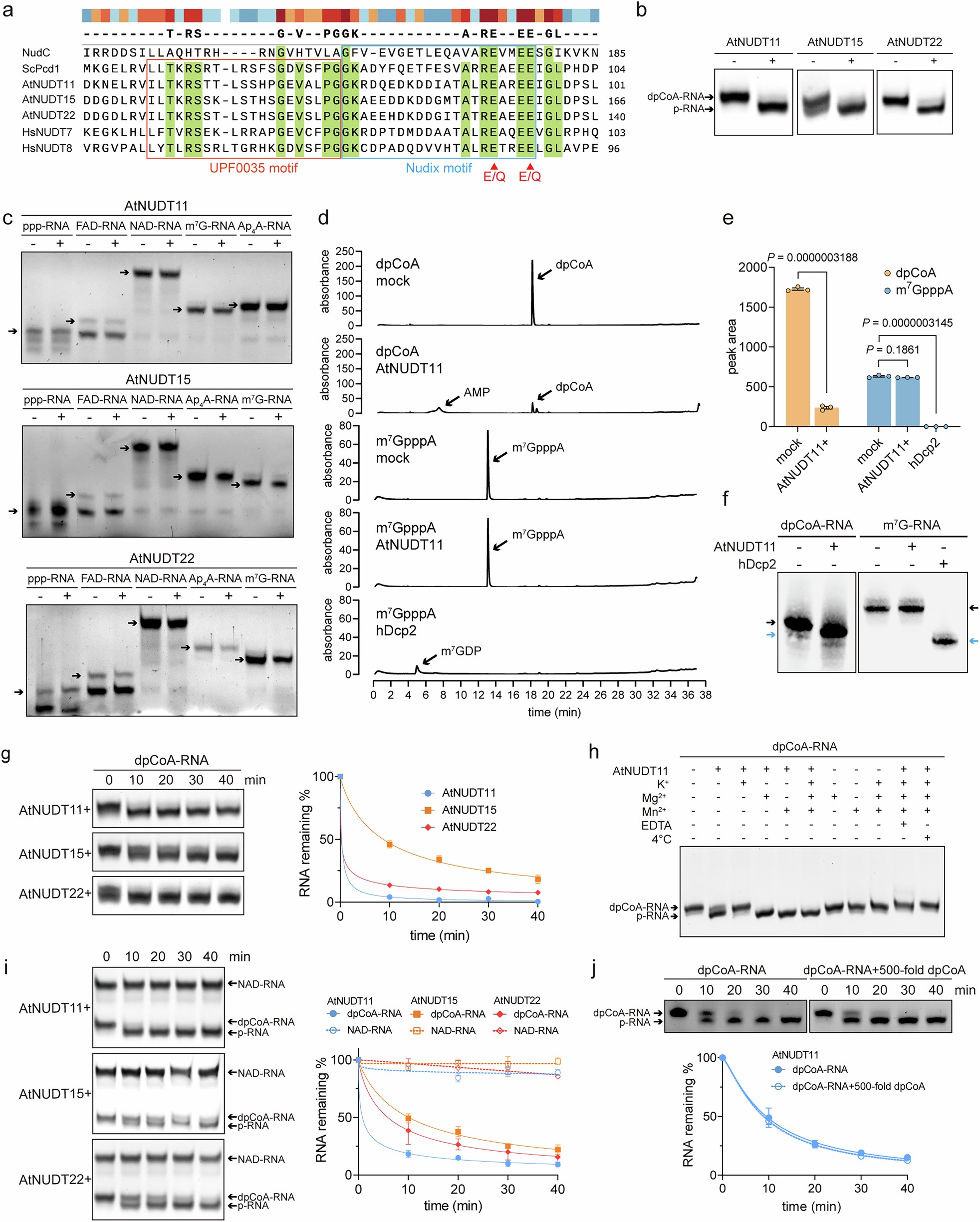 Extended Data Fig. 2: Activities of AtNUDT11, AtNUDT15 and AtNUDT22 on RNAs with different caps.