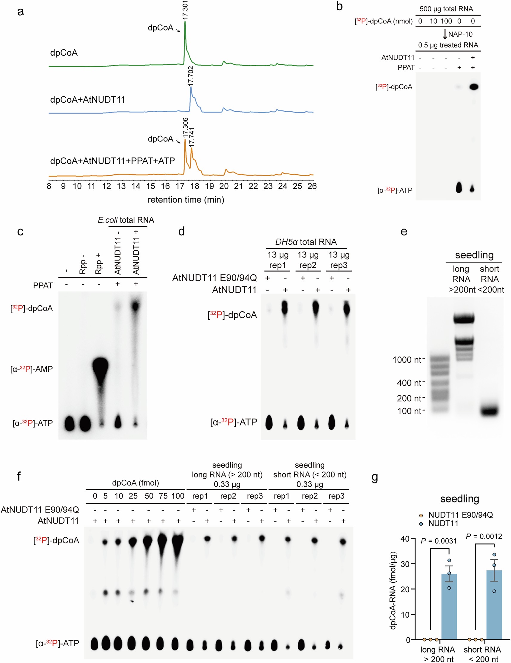Extended Data Fig. 3: Development of dpCoA-TLC.