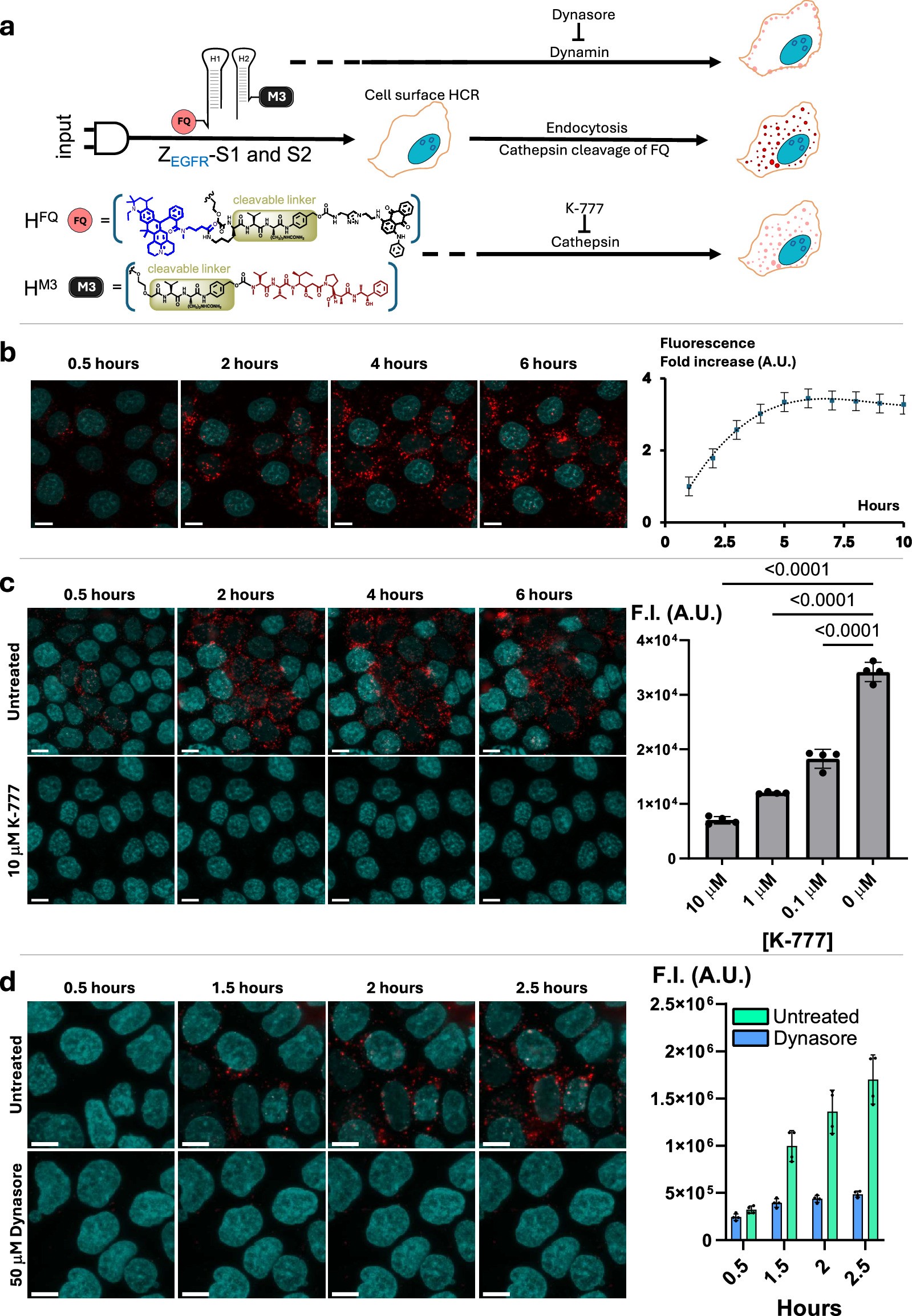 Extended Data Fig. 3: Kinetics of linker cleavage and trafficking of HCR product.