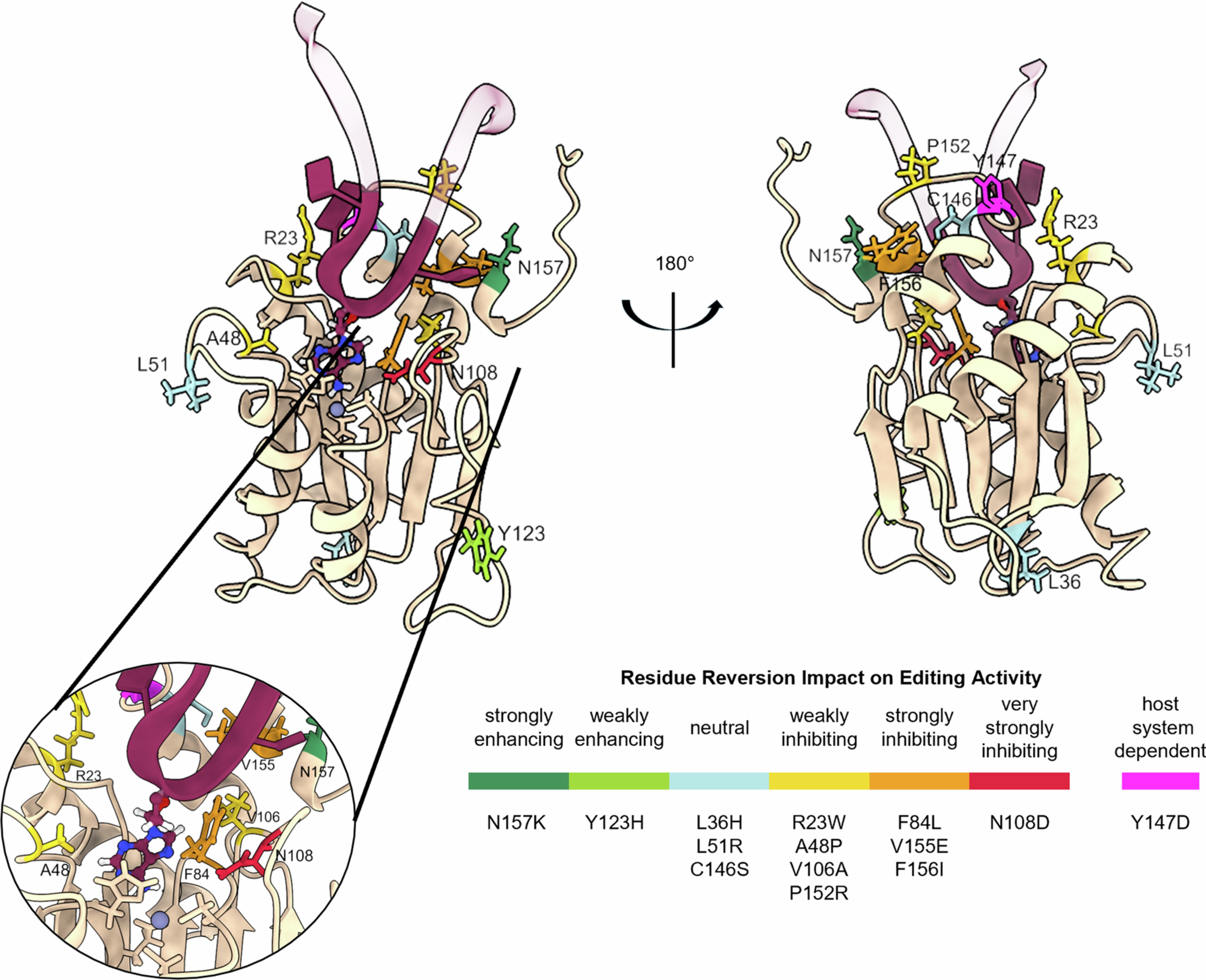 Extended Data Fig. 8: Summary of ABE7.10 mutated residues reversion impact on editing activity.
