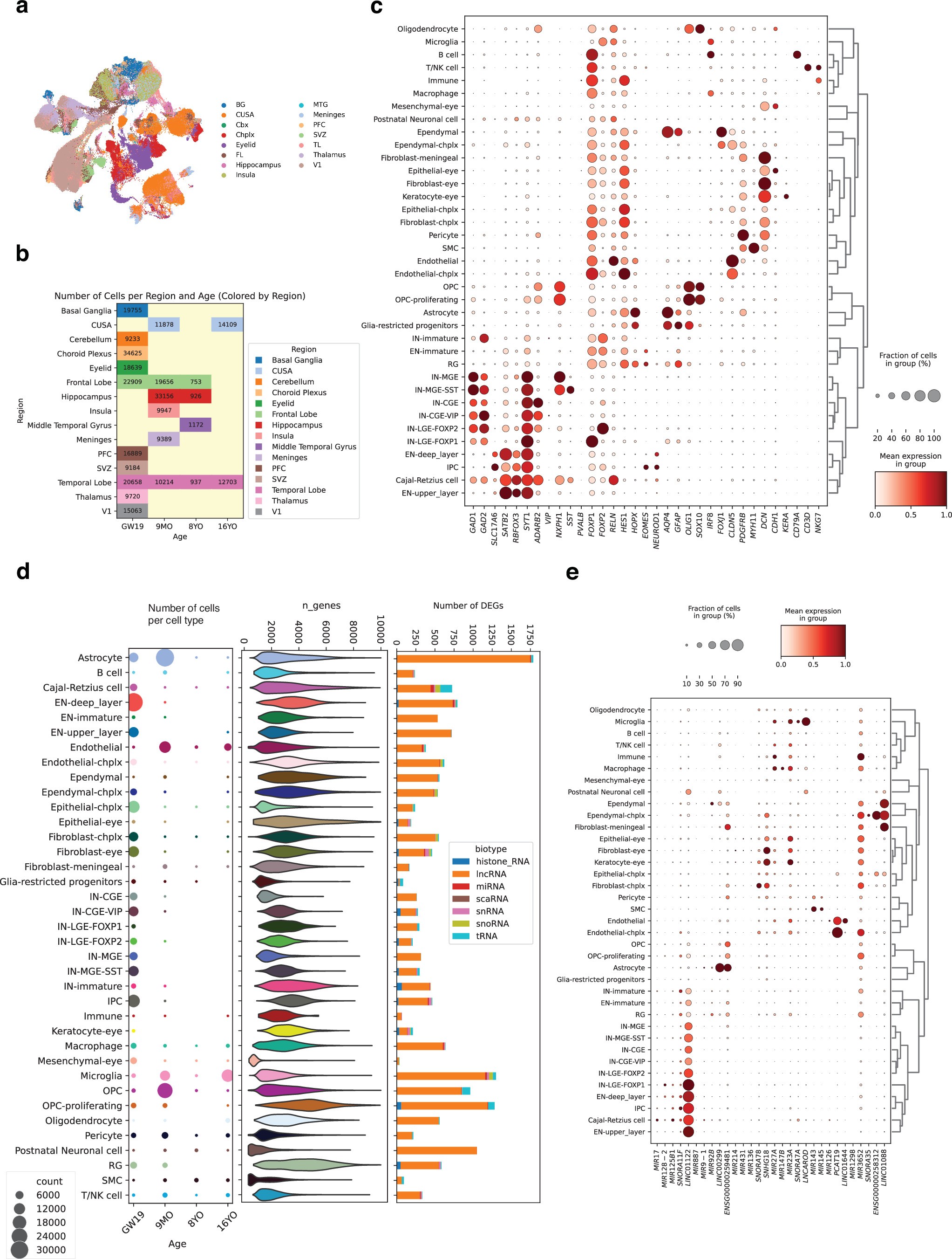 Extended Data Fig. 8: Regional coverage, cell-type diversity, and age-dependent non-coding RNA expression in the developing human brain.