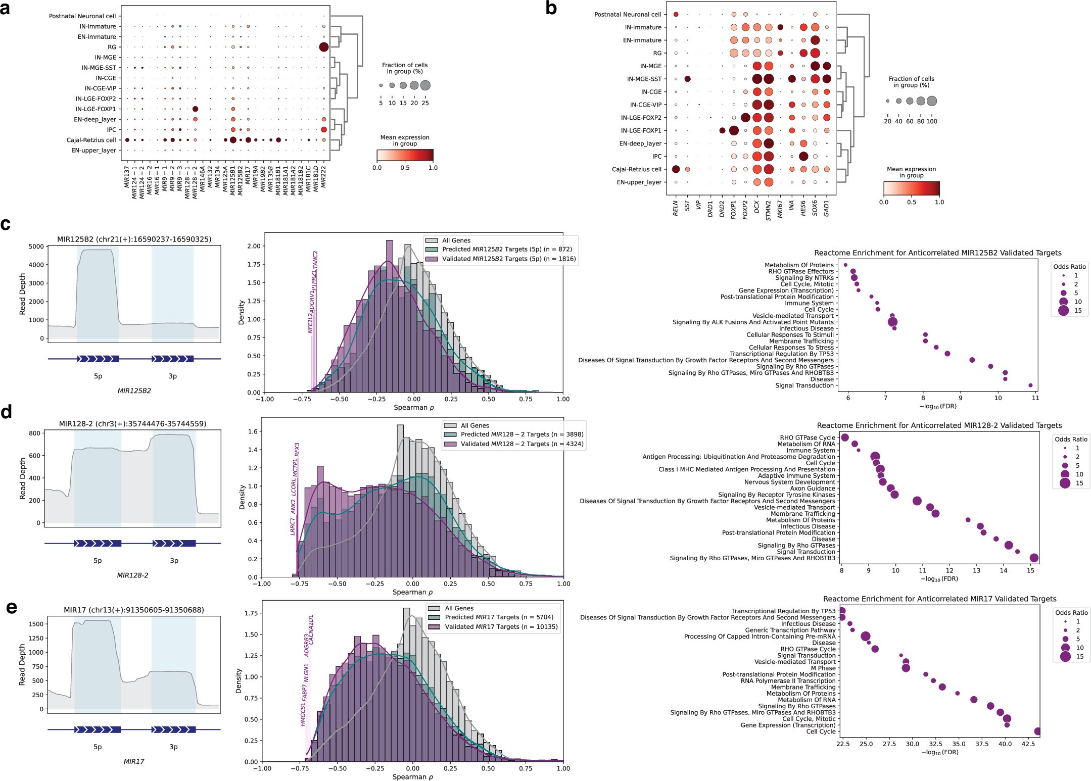 Extended Data Fig. 10: Cell-type–specific expression and predicted target relationships for non-coding RNAs in developing neurons.