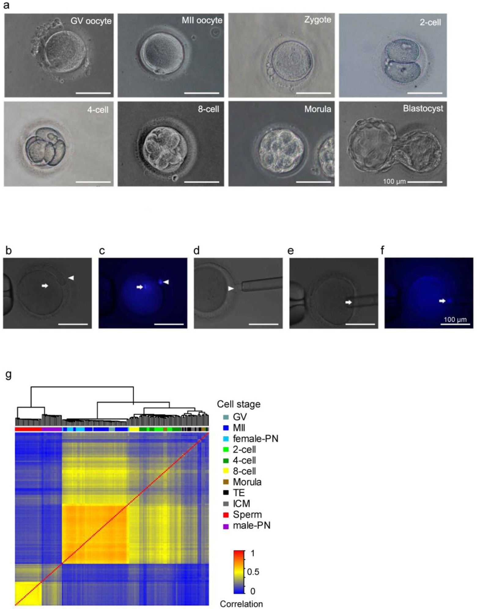 Supplementary Figure 1: Isolation of human early embryos for single-cell DNA methylome analysis.