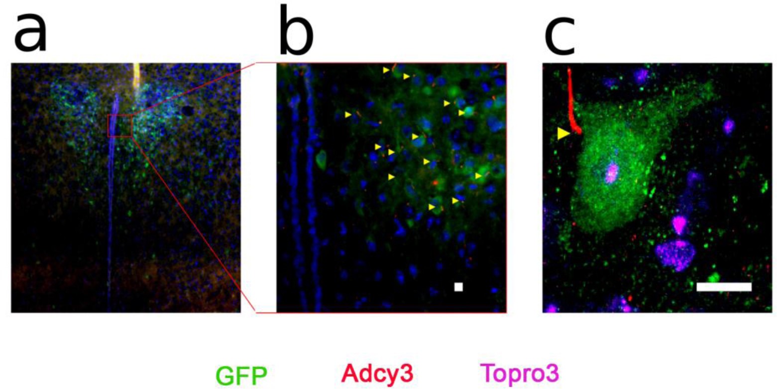 Supplementary Figure 1: Sim1-expressing neurons in the paraventricular nucleus are ciliated
