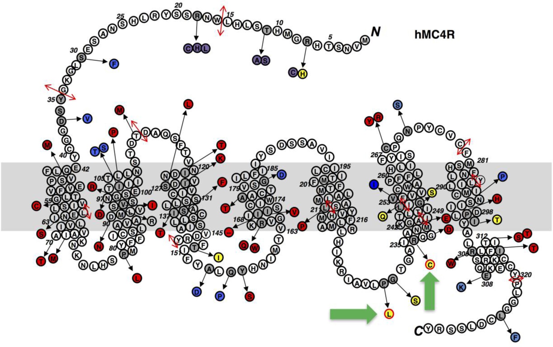 Supplementary Figure 2: Serpentine plot of human MC4R