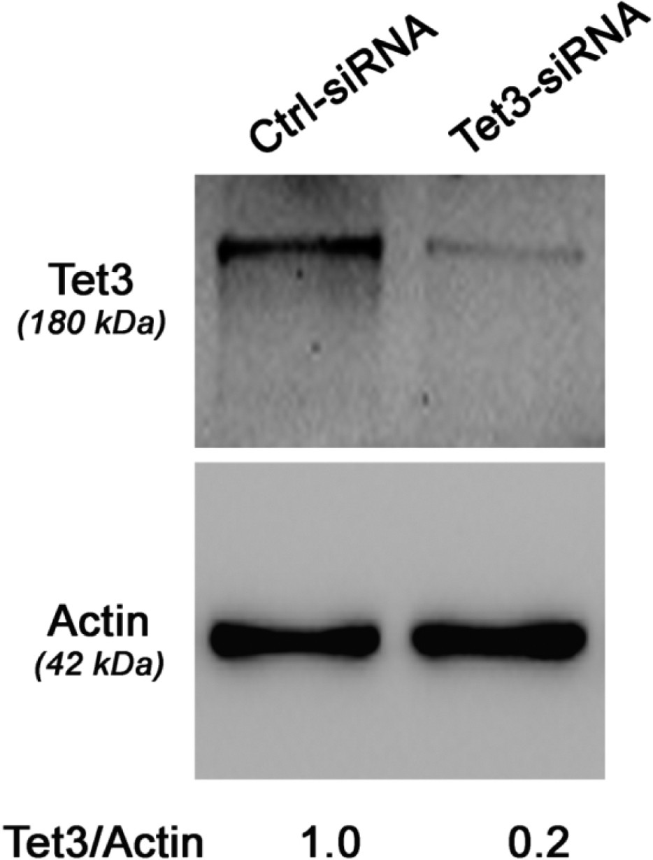 Supplementary Figure 10: Knockdown of endogenous TET3 protein in MII oocytes.